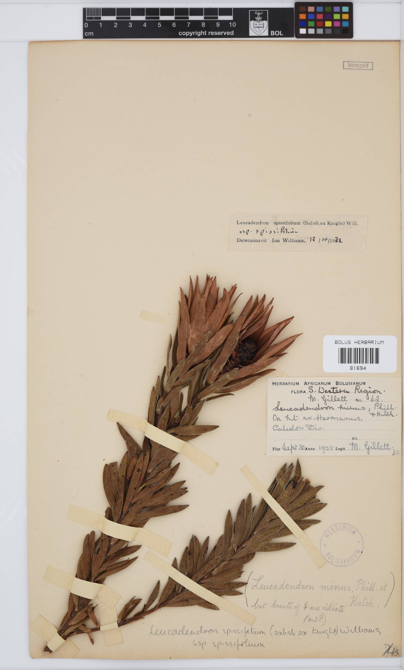 Leucadendron spissifolium subsp. spissifolium image