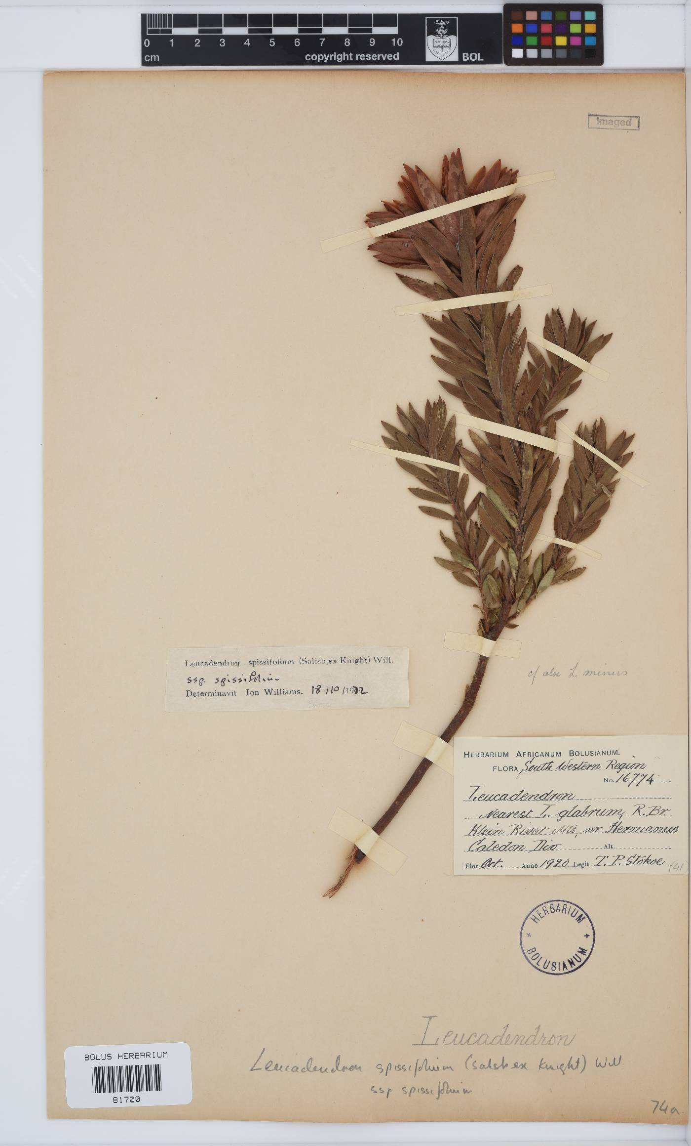 Leucadendron spissifolium image