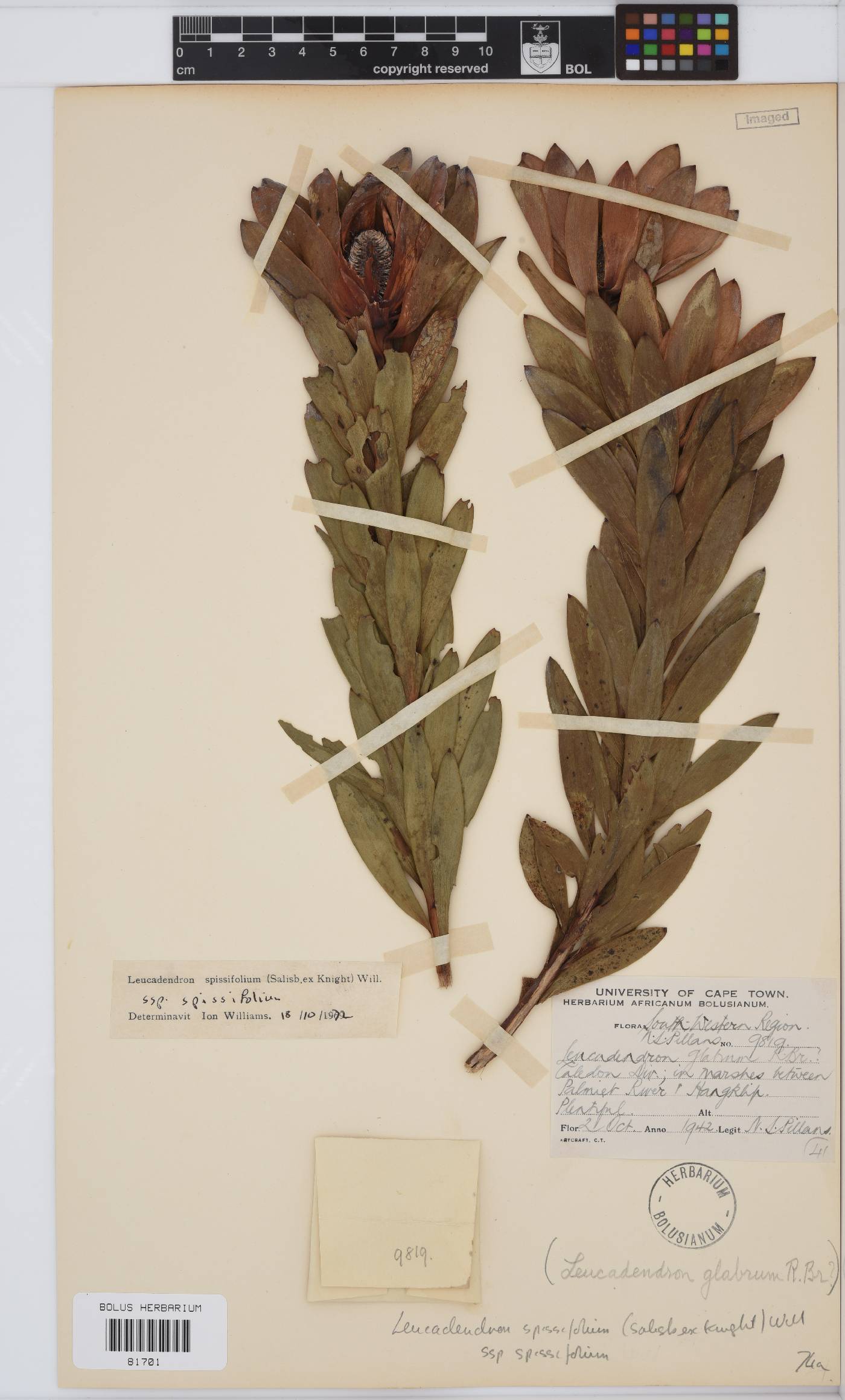 Leucadendron spissifolium subsp. spissifolium image