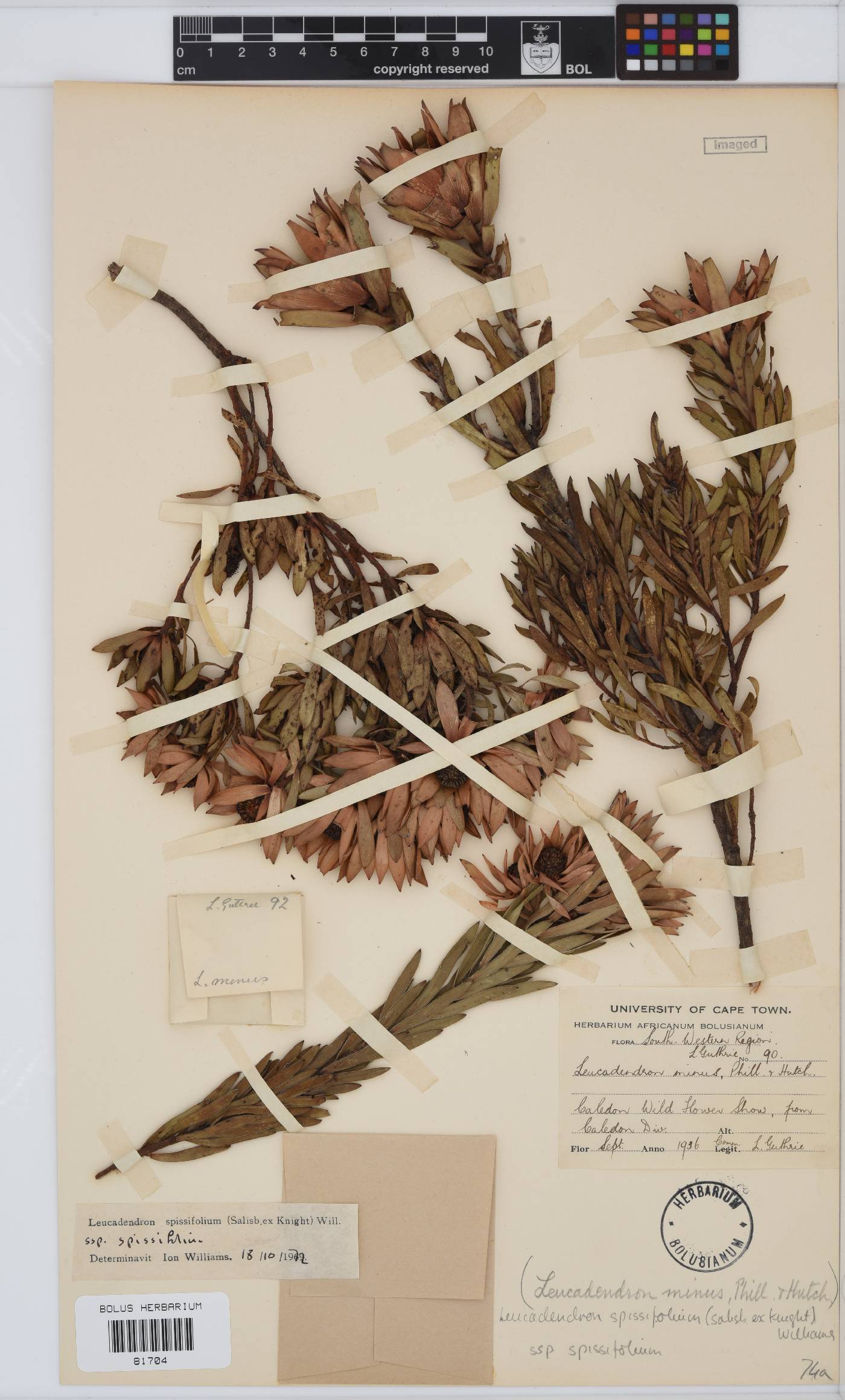 Leucadendron spissifolium subsp. spissifolium image