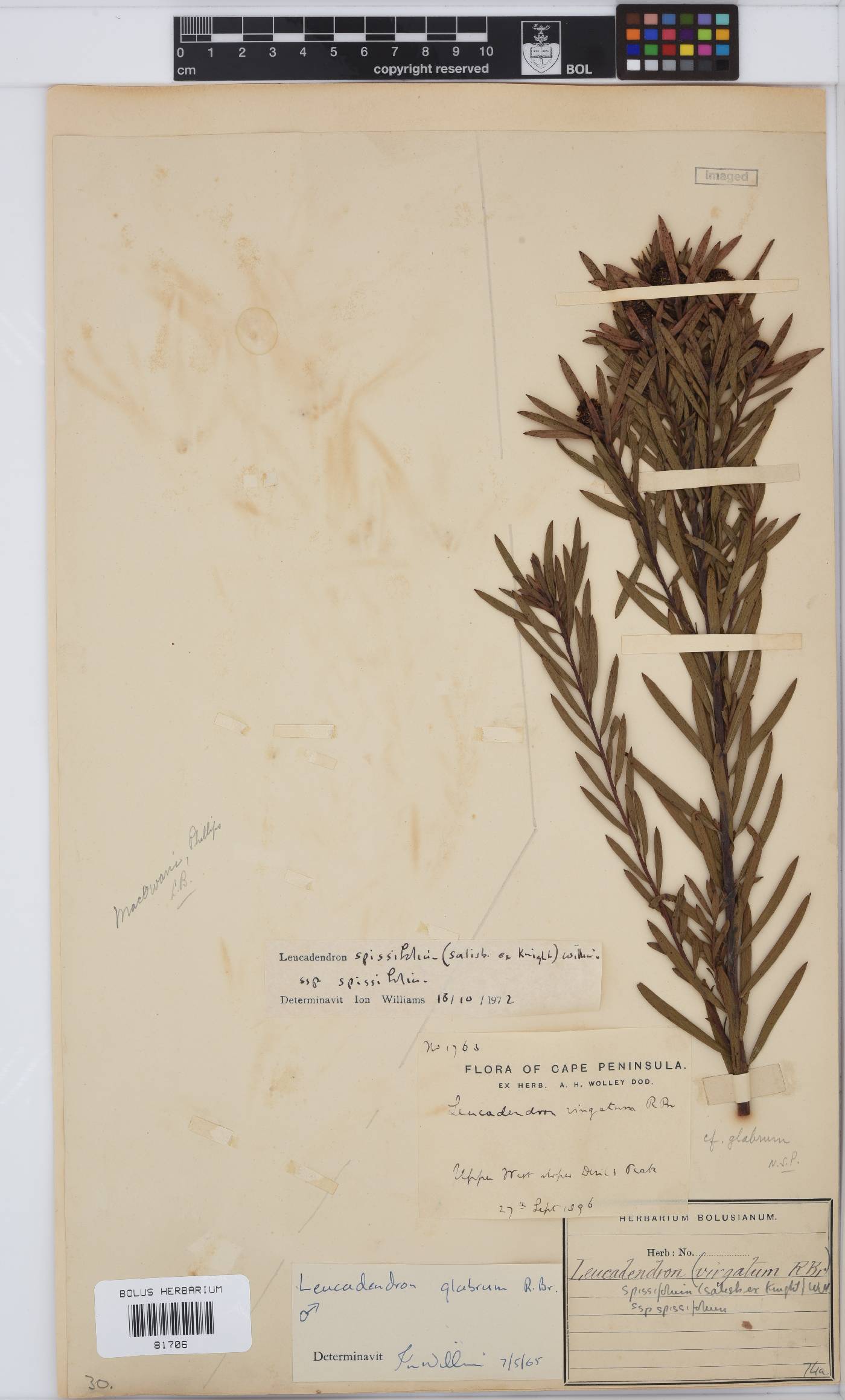 Leucadendron spissifolium subsp. spissifolium image