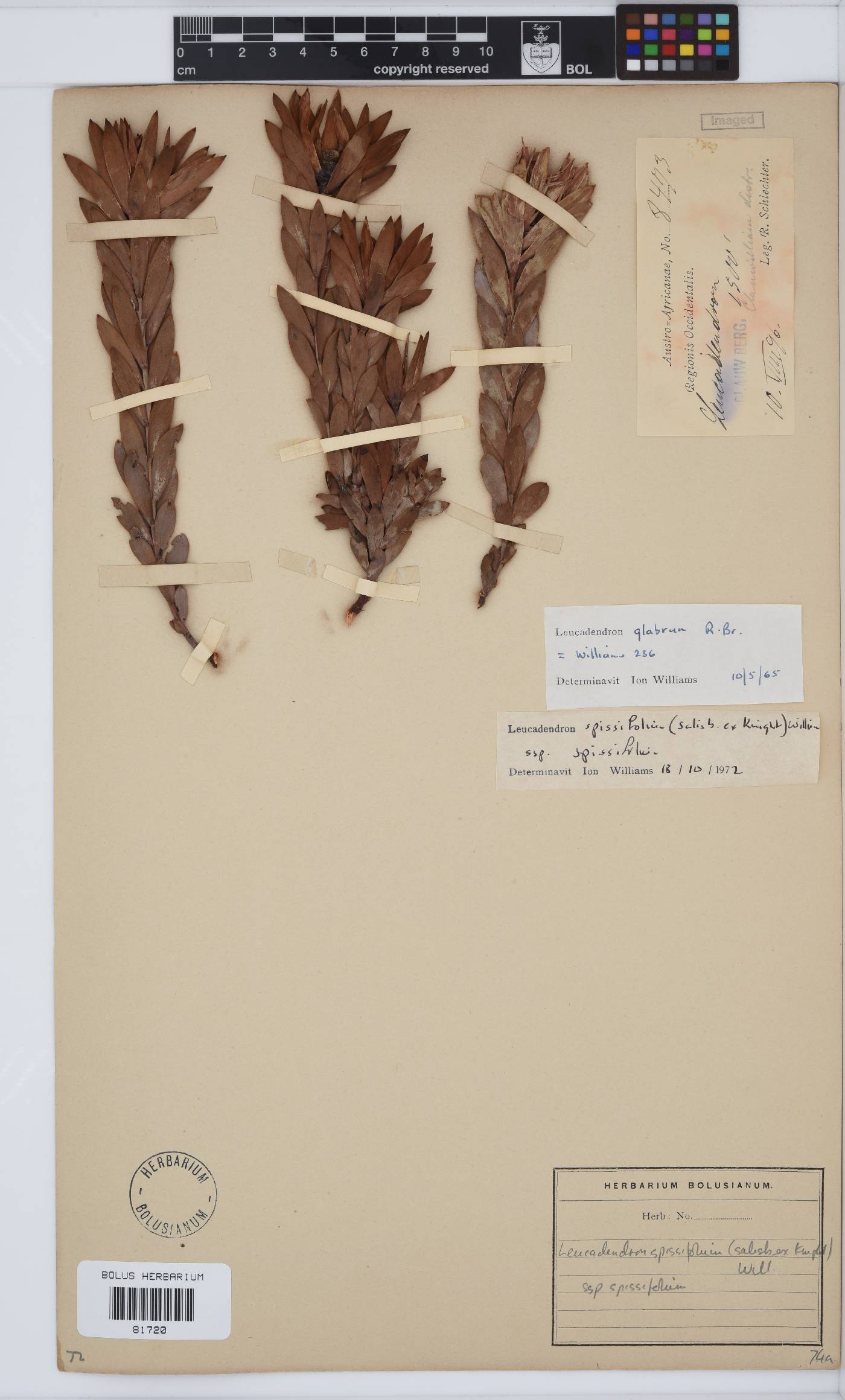 Leucadendron spissifolium subsp. spissifolium image