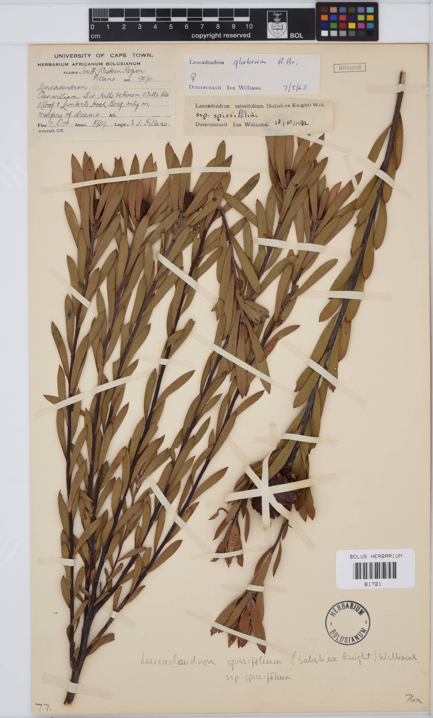 Leucadendron spissifolium image