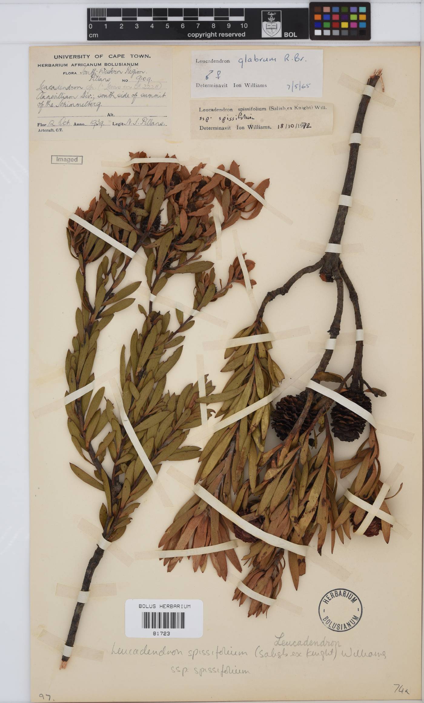 Leucadendron spissifolium image