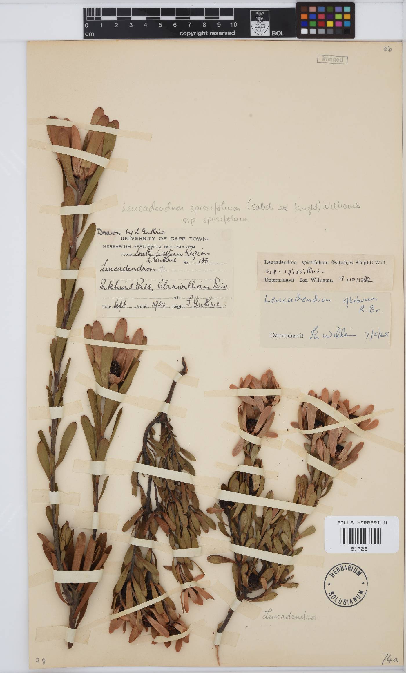 Leucadendron spissifolium subsp. spissifolium image
