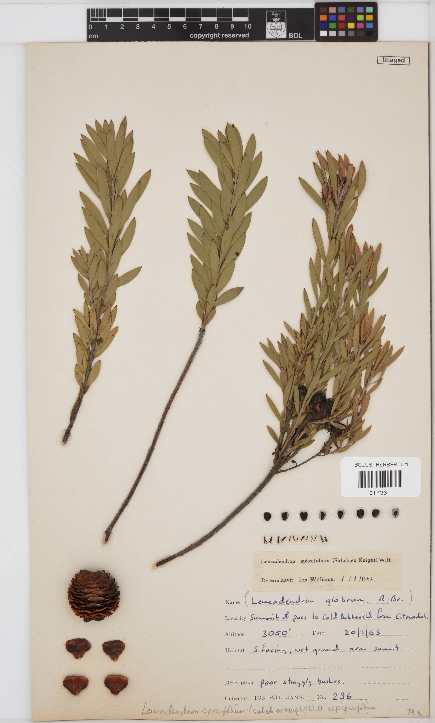 Leucadendron spissifolium image