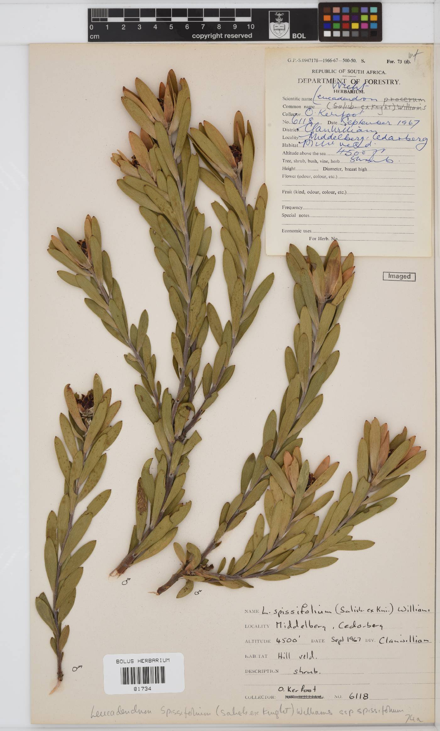 Leucadendron image