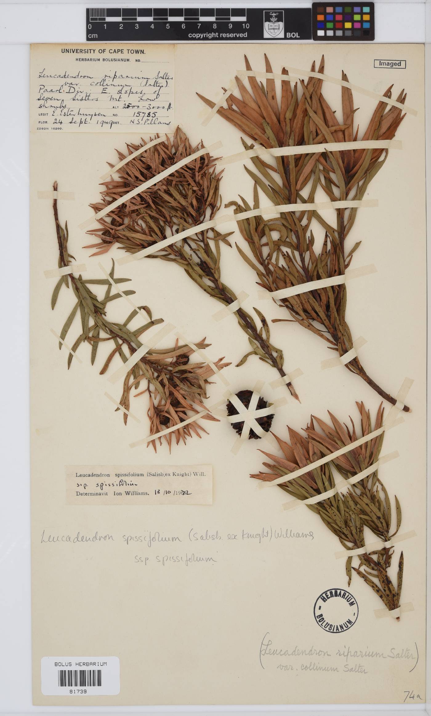 Leucadendron spissifolium image