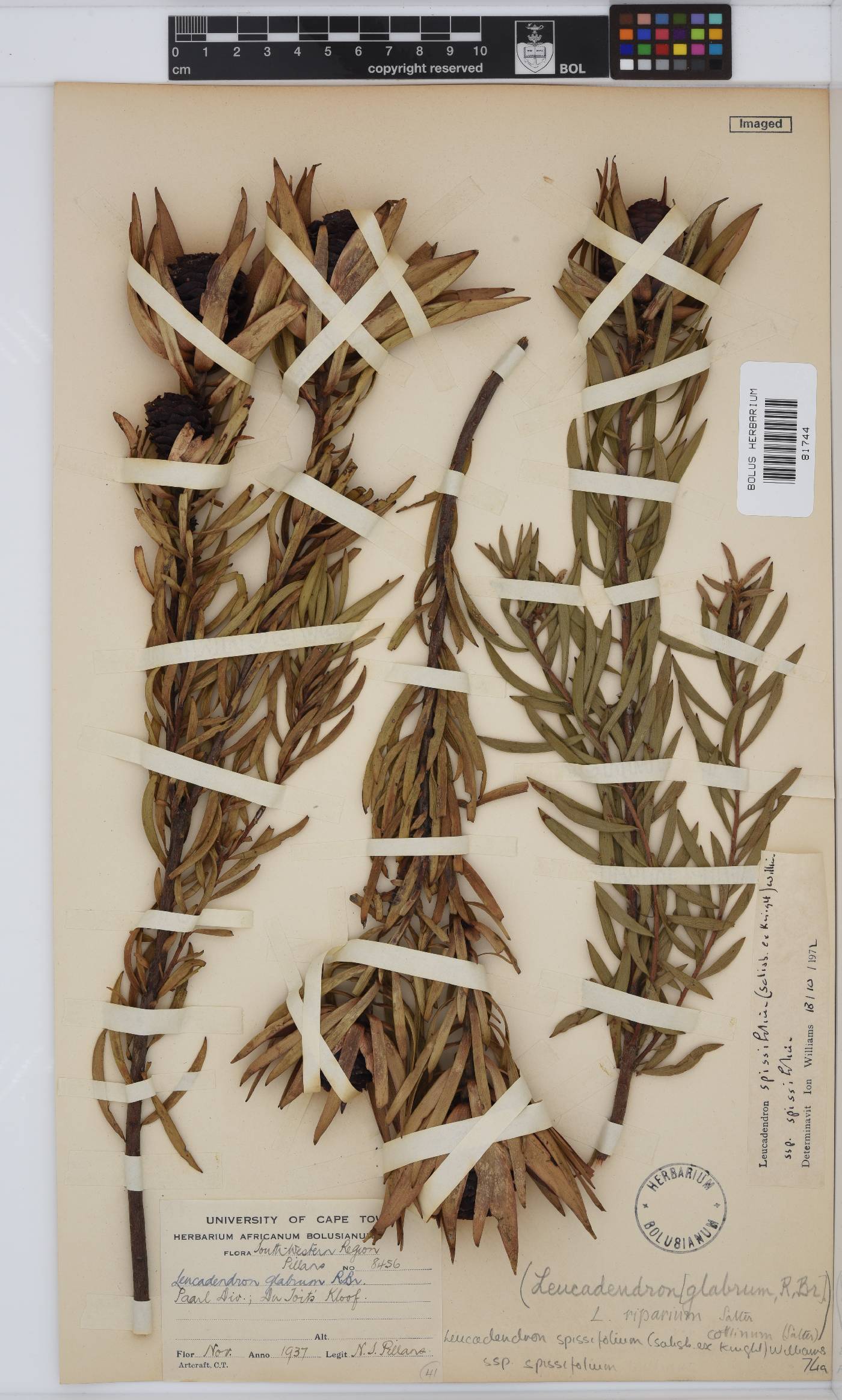 Leucadendron spissifolium subsp. spissifolium image