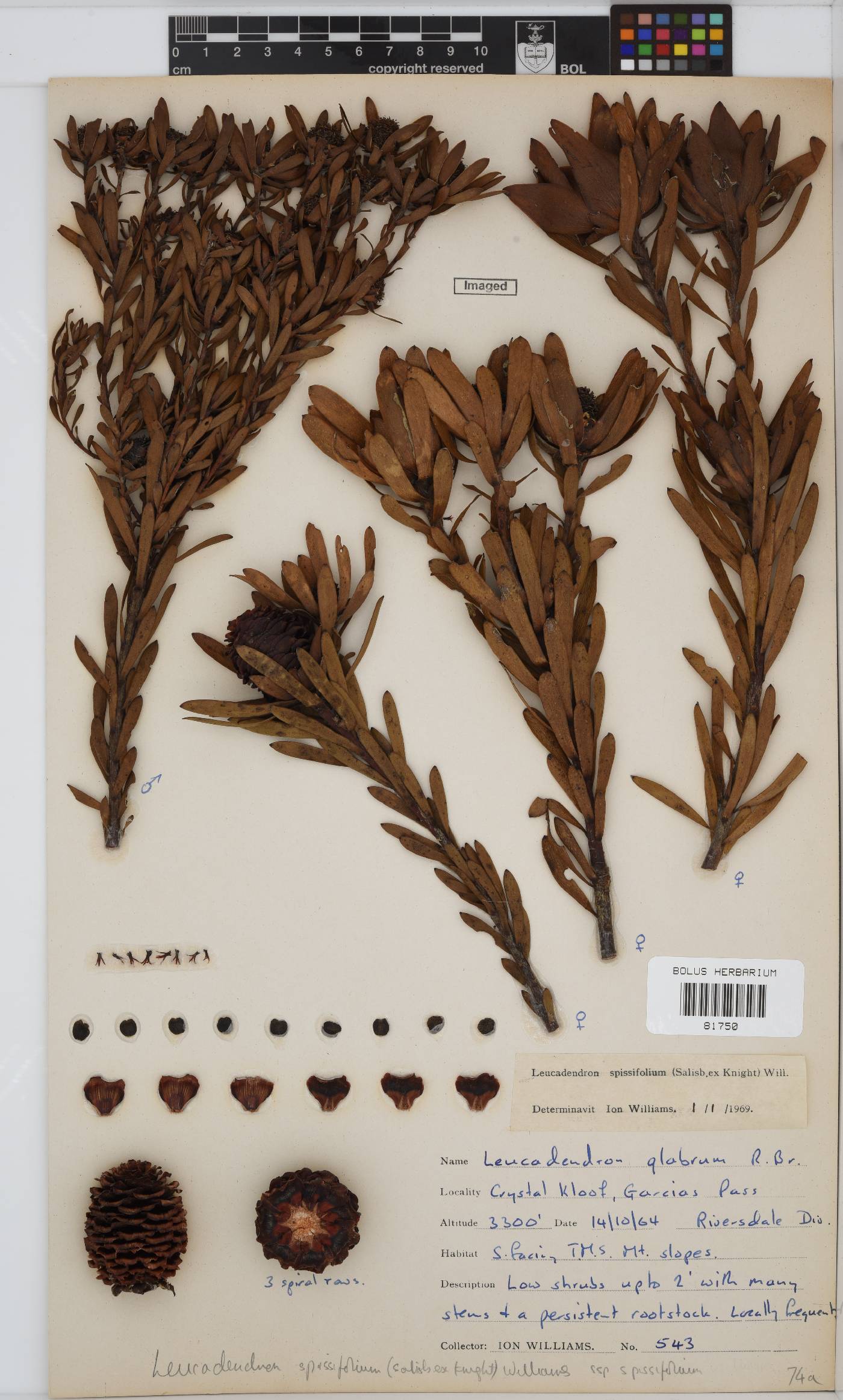 Leucadendron spissifolium subsp. spissifolium image