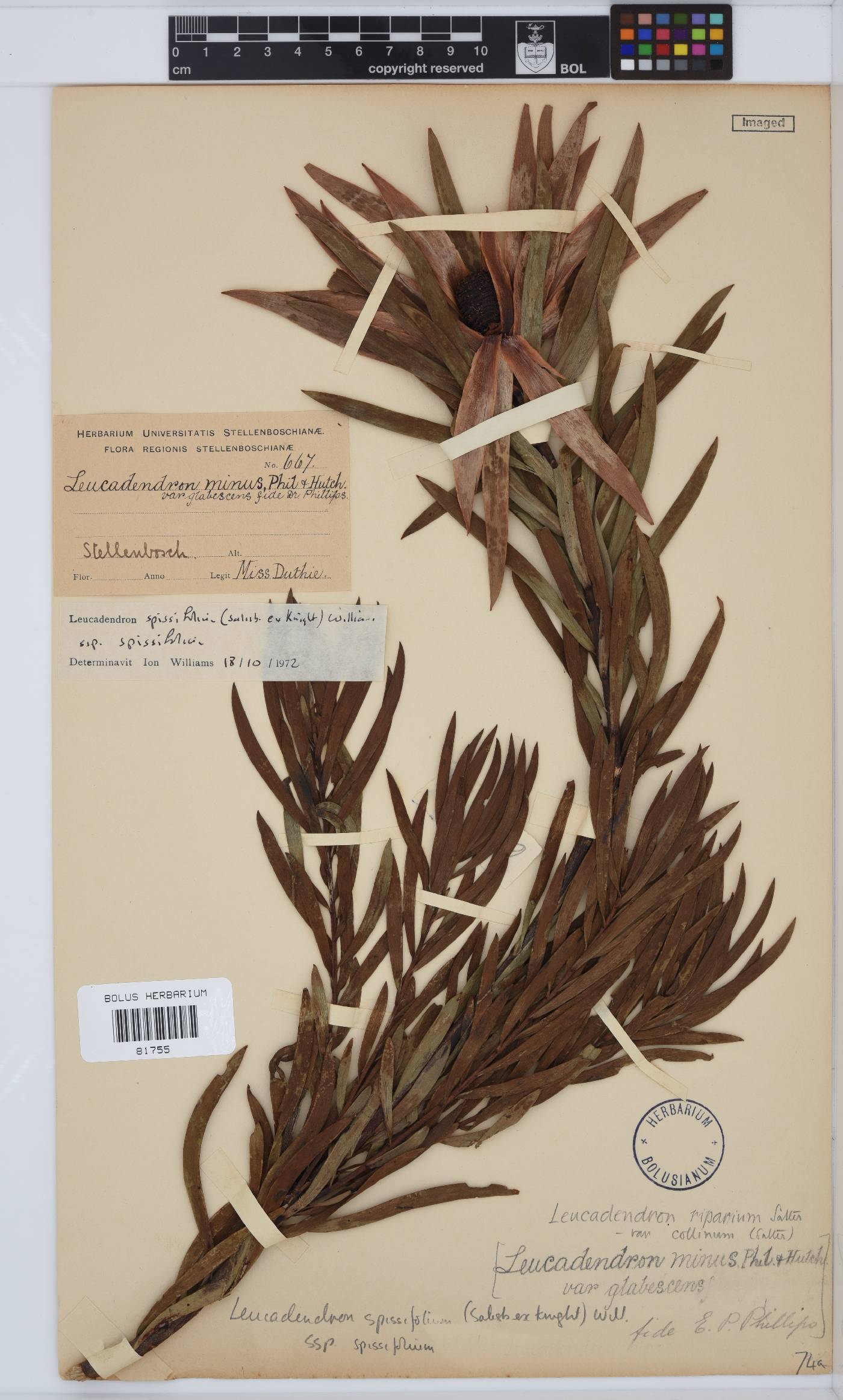 Leucadendron spissifolium subsp. spissifolium image