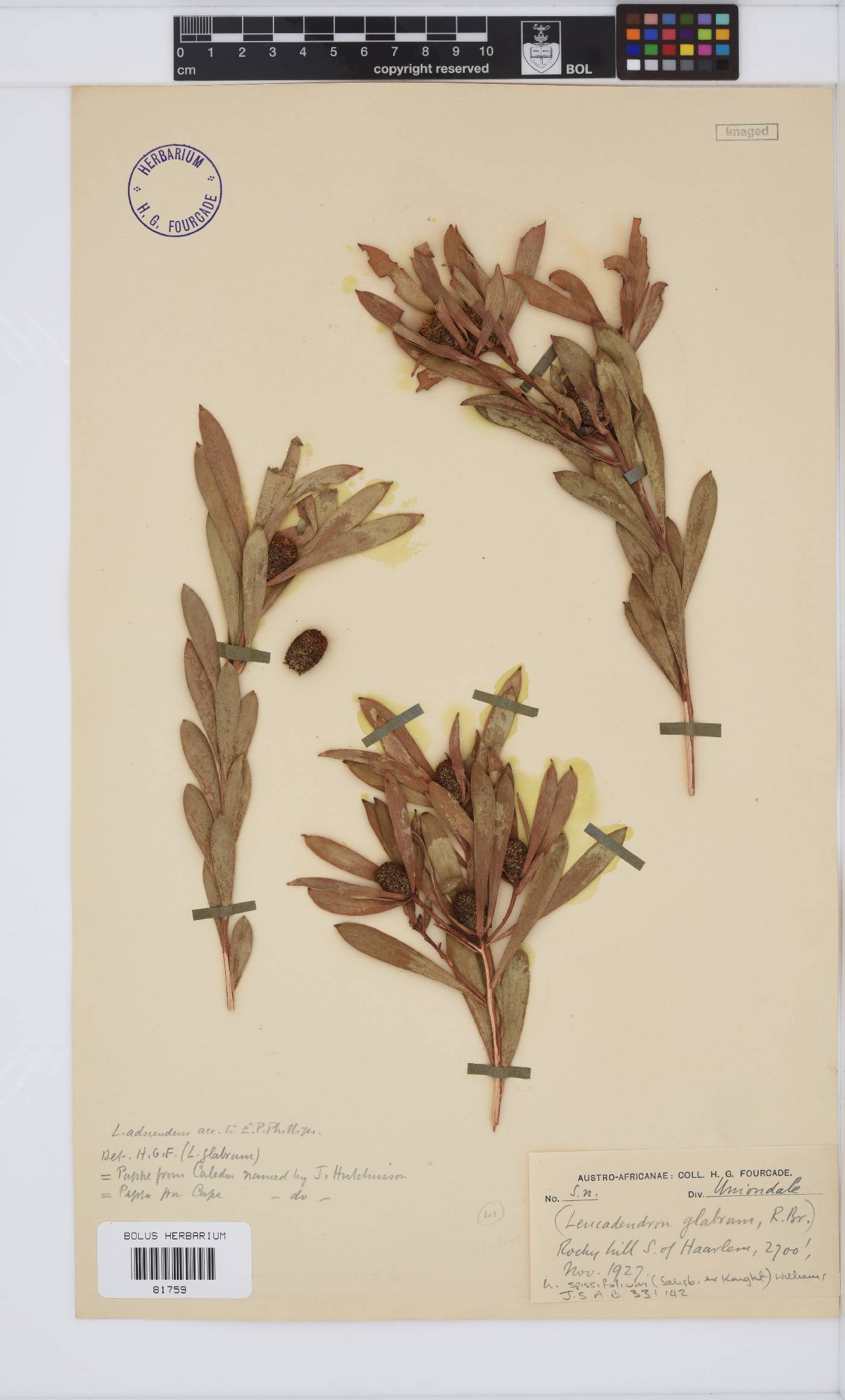 Leucadendron spissifolium image