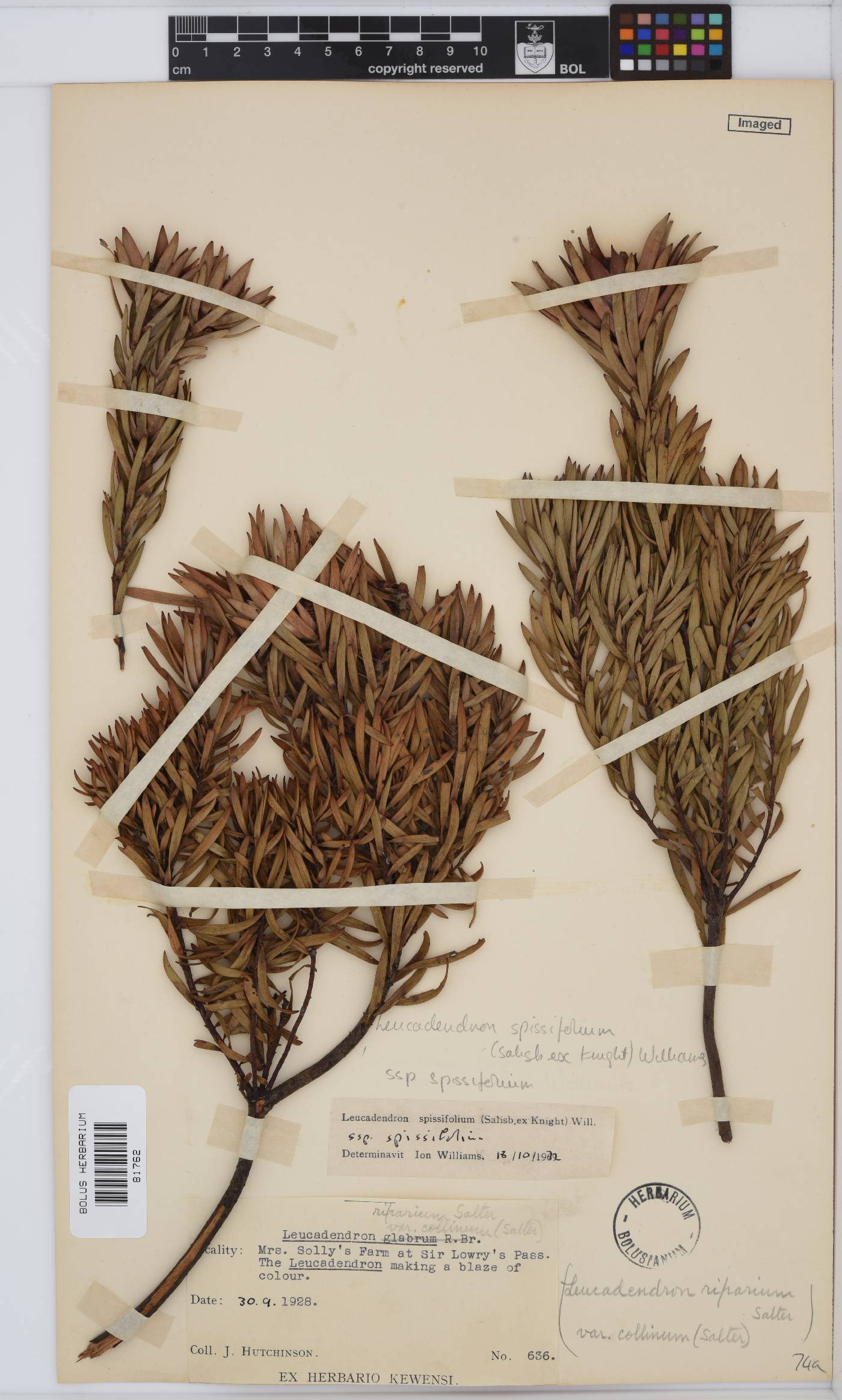 Leucadendron spissifolium subsp. spissifolium image