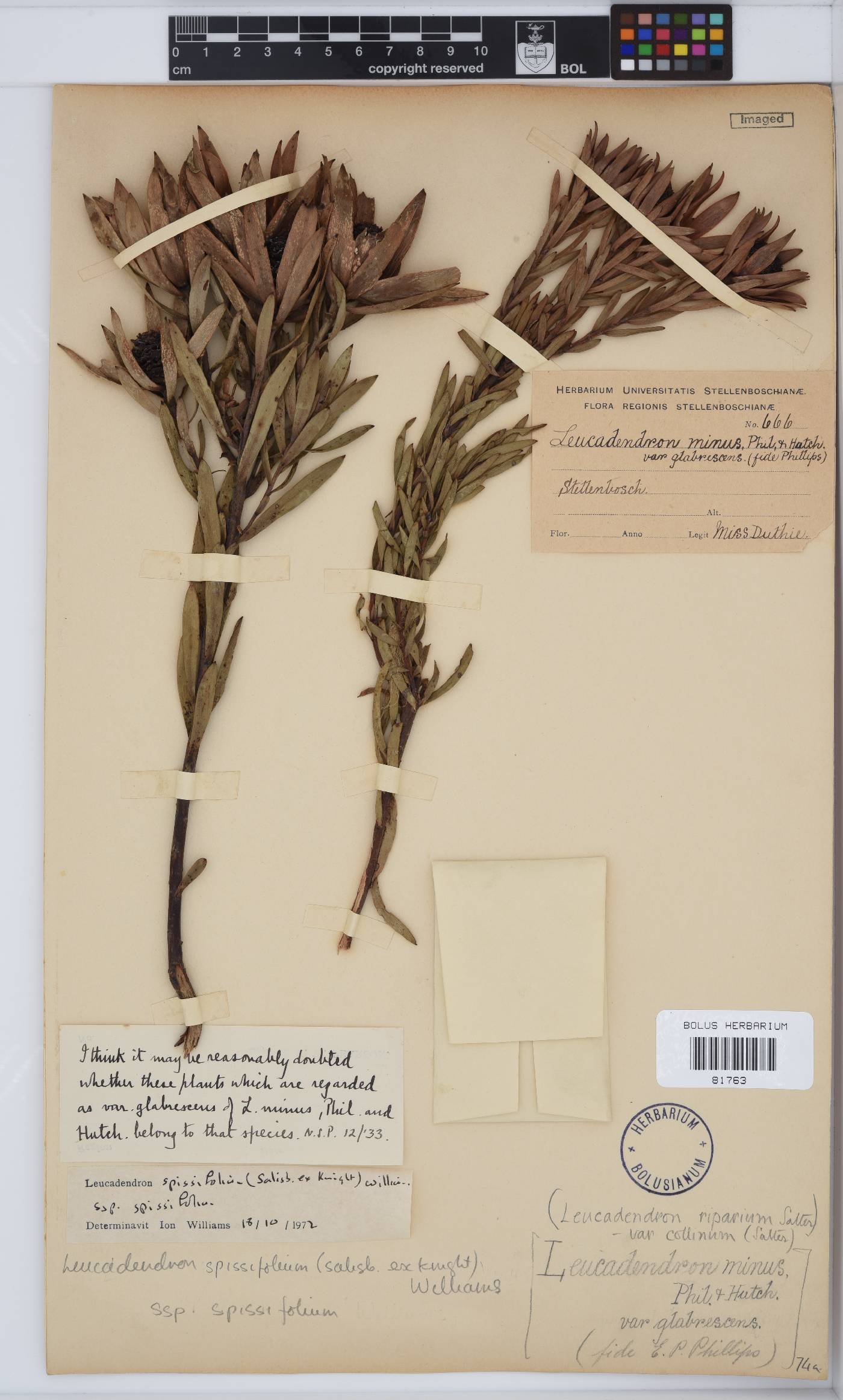 Leucadendron spissifolium subsp. spissifolium image
