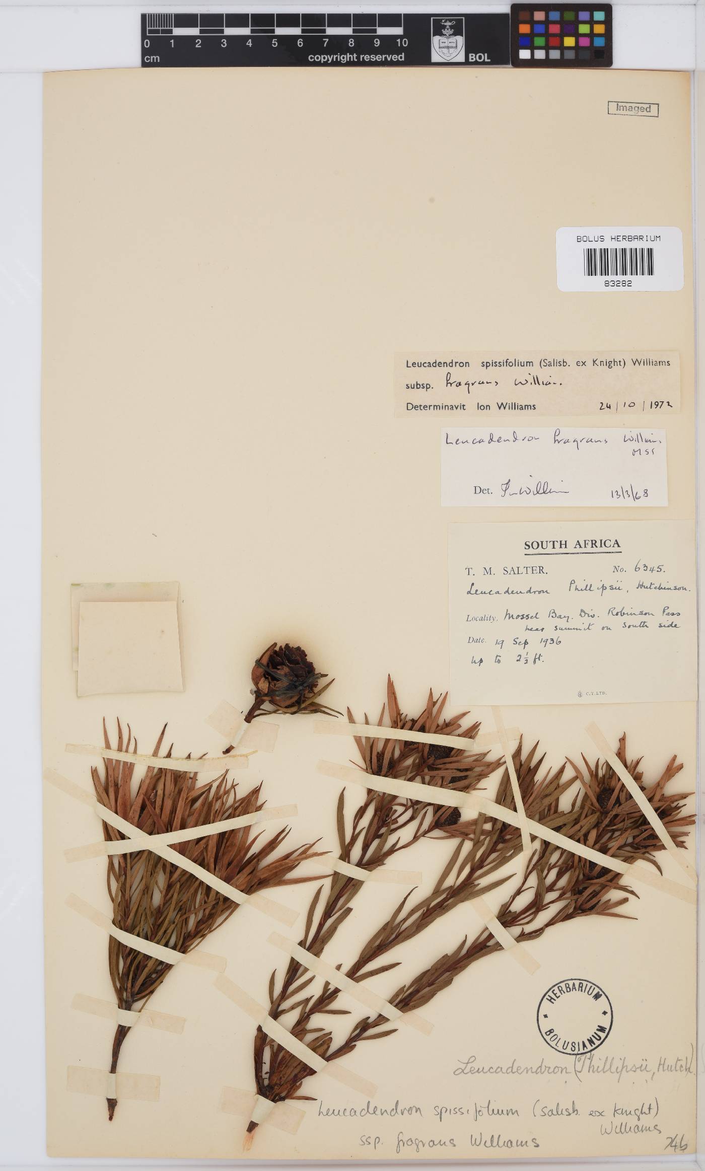 Leucadendron spissifolium image
