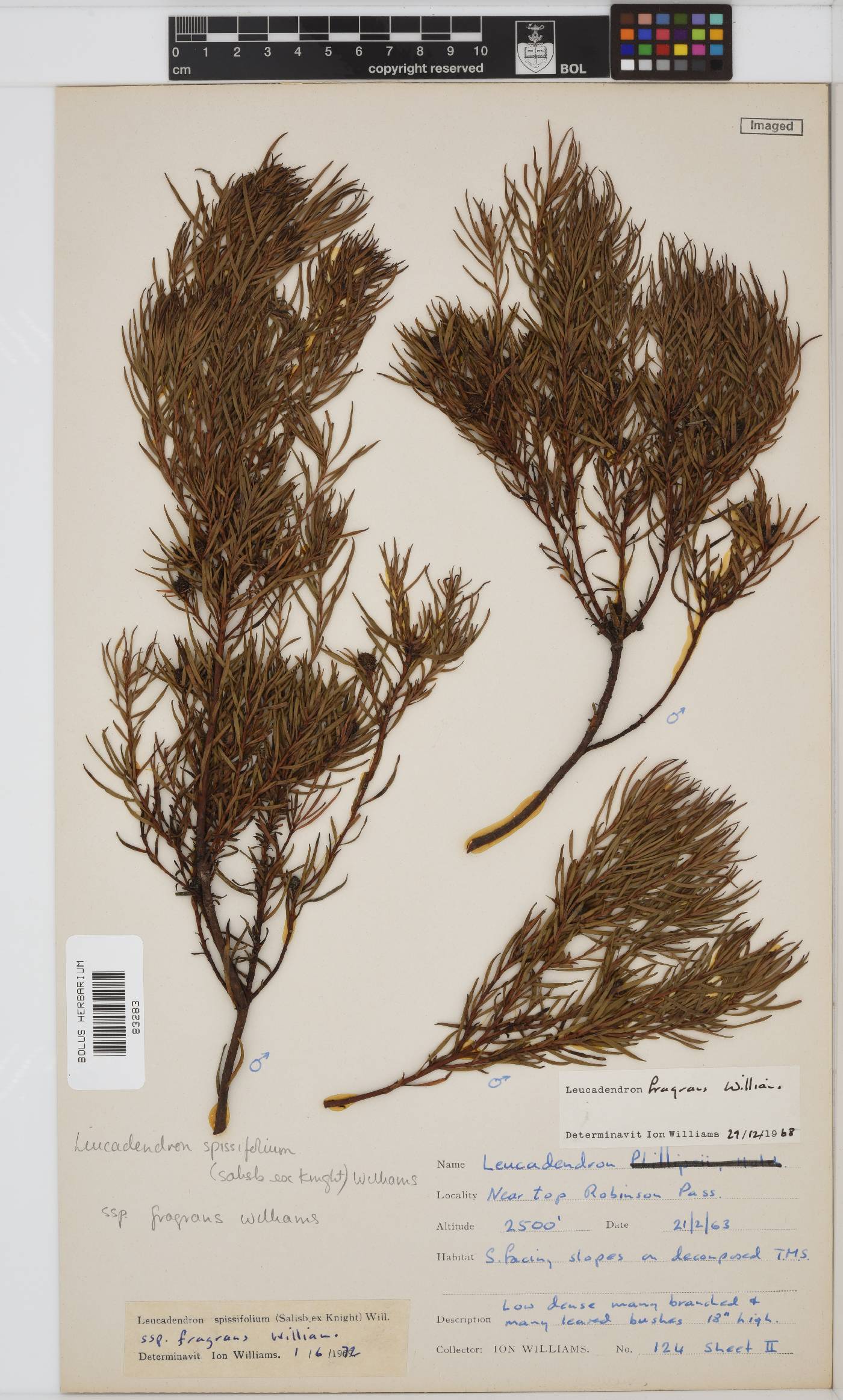 Leucadendron spissifolium subsp. spissifolium image