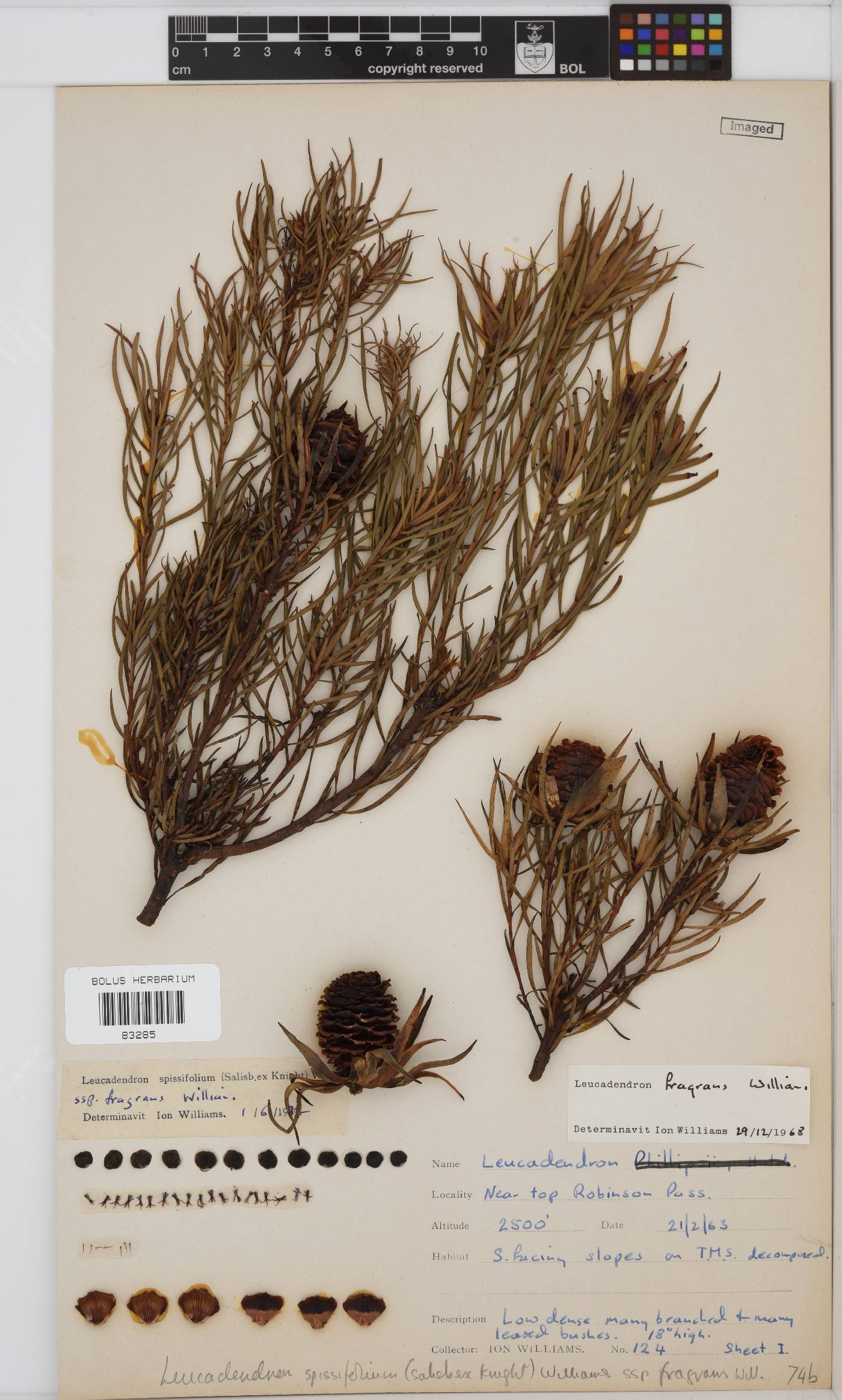 Leucadendron spissifolium subsp. spissifolium image