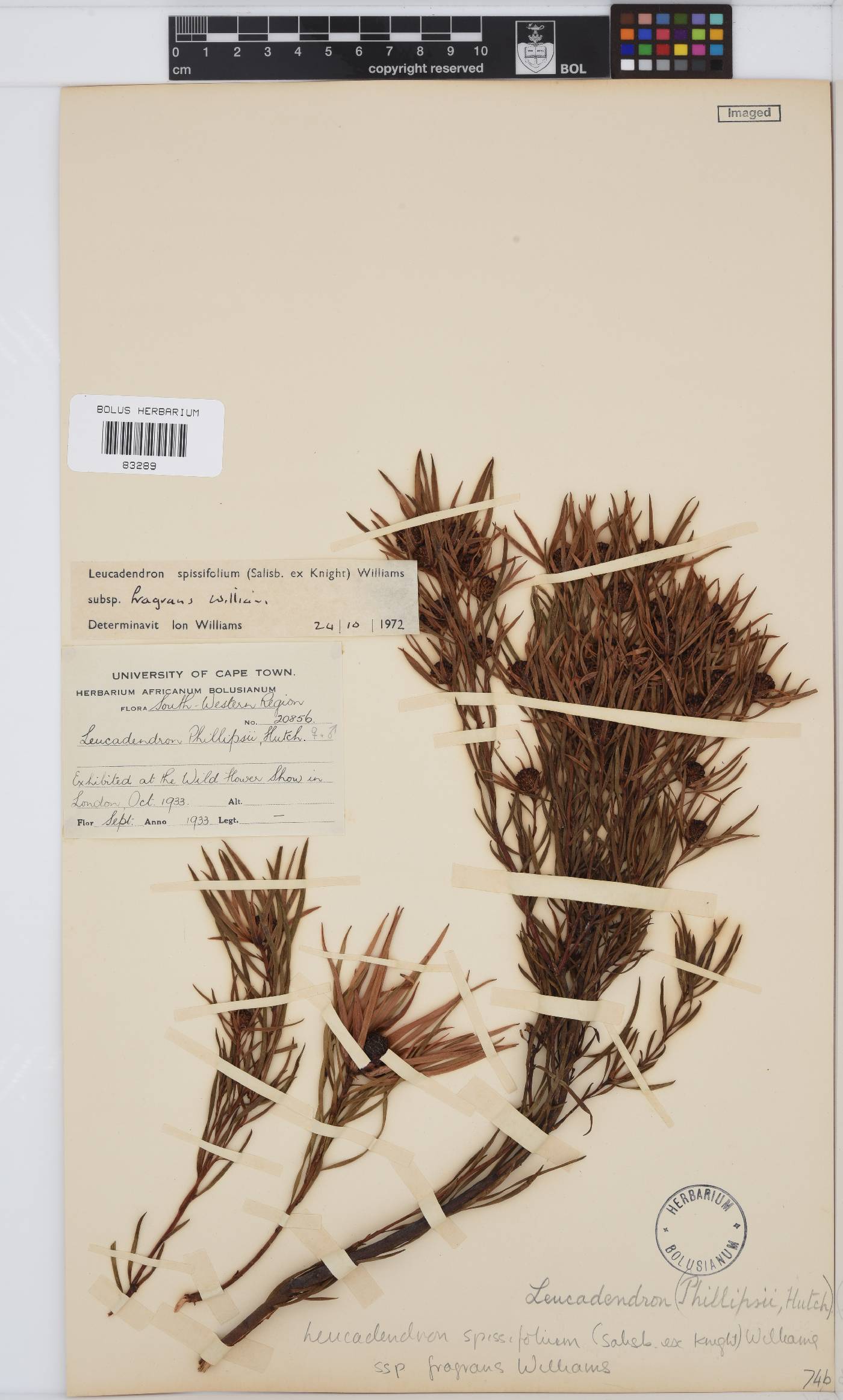 Leucadendron spissifolium subsp. spissifolium image