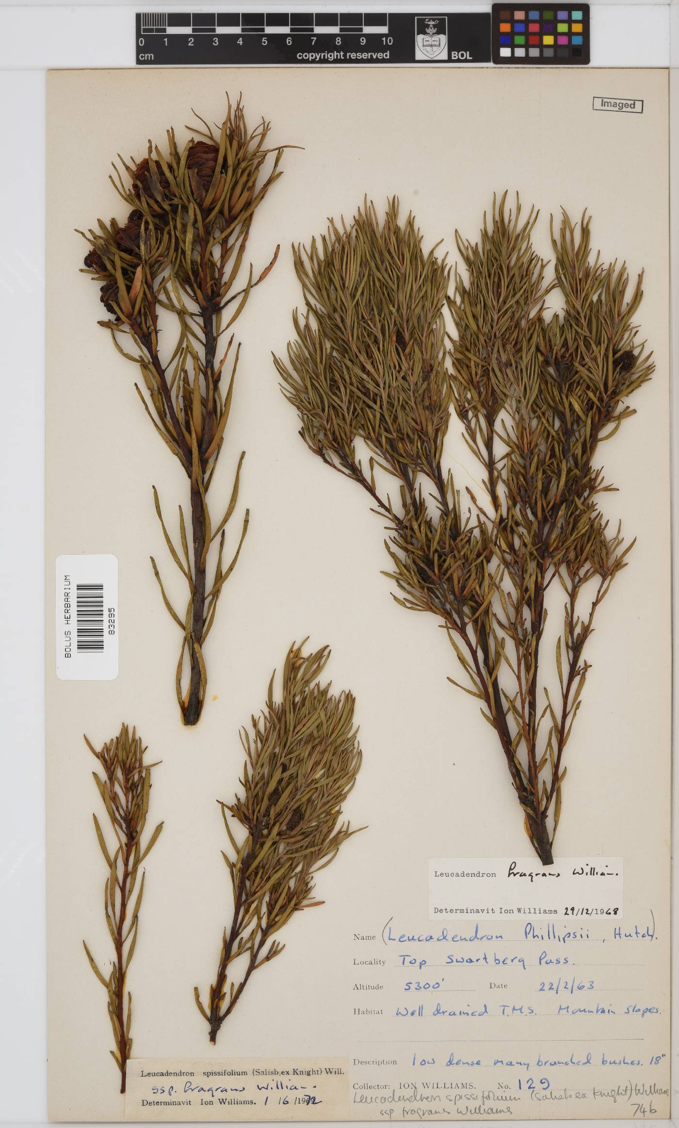 Leucadendron spissifolium subsp. spissifolium image