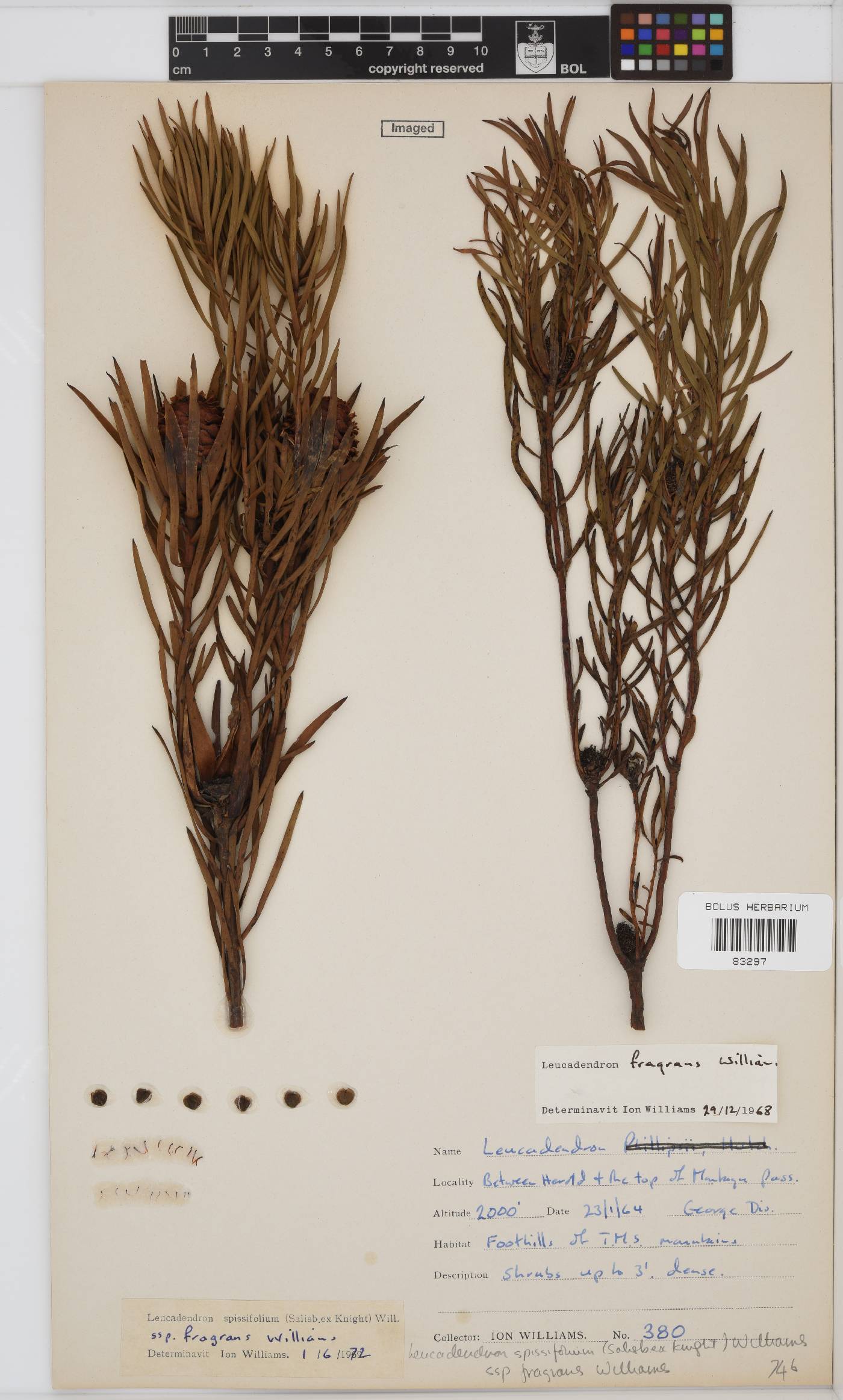Leucadendron spissifolium subsp. spissifolium image