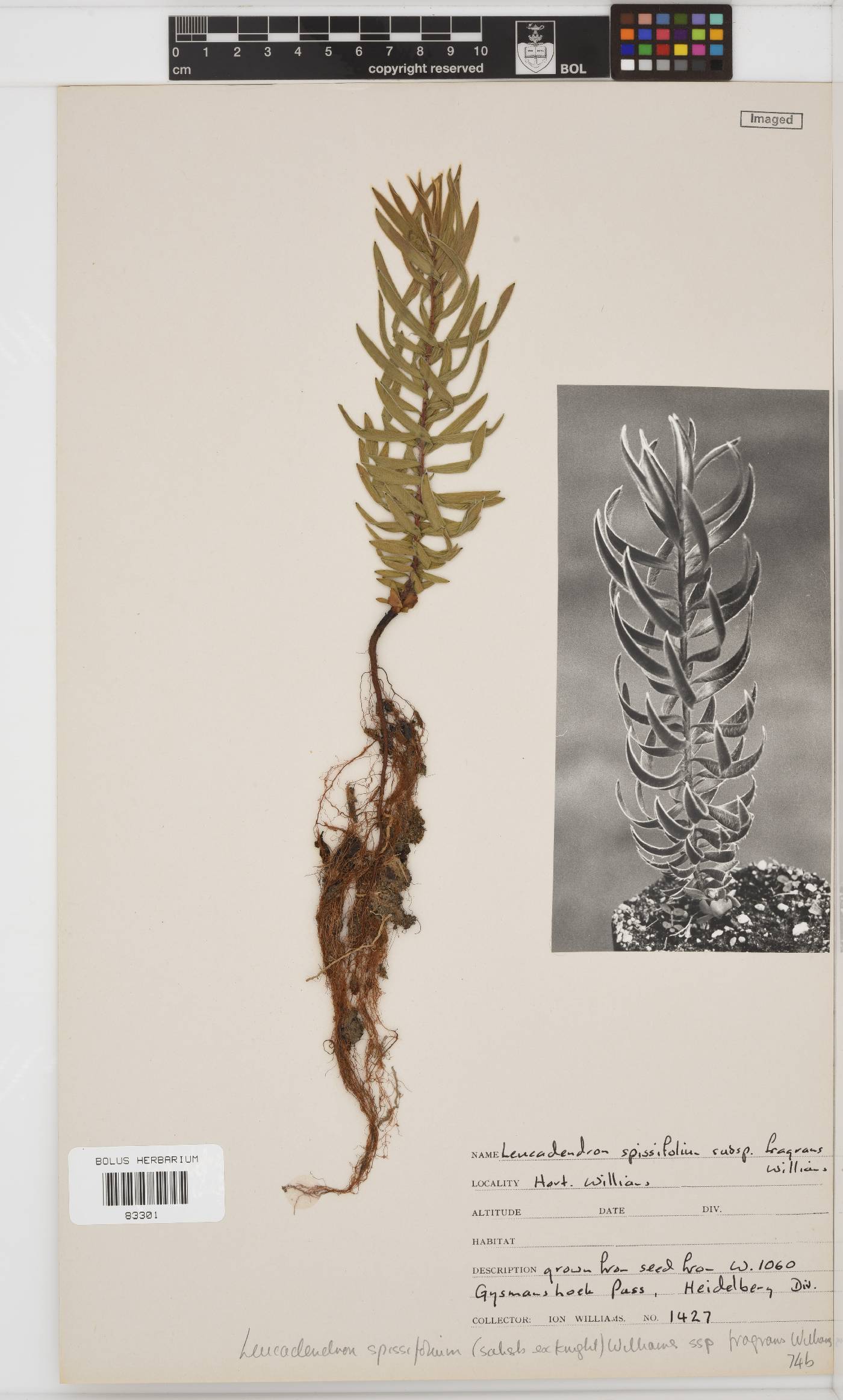 Leucadendron spissifolium image