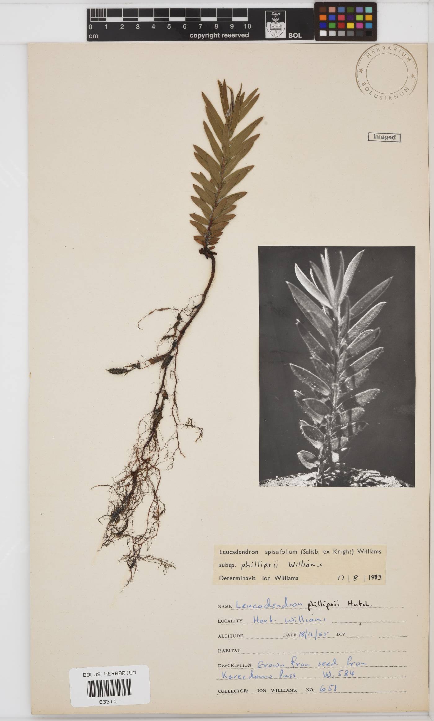 Leucadendron spissifolium subsp. spissifolium image