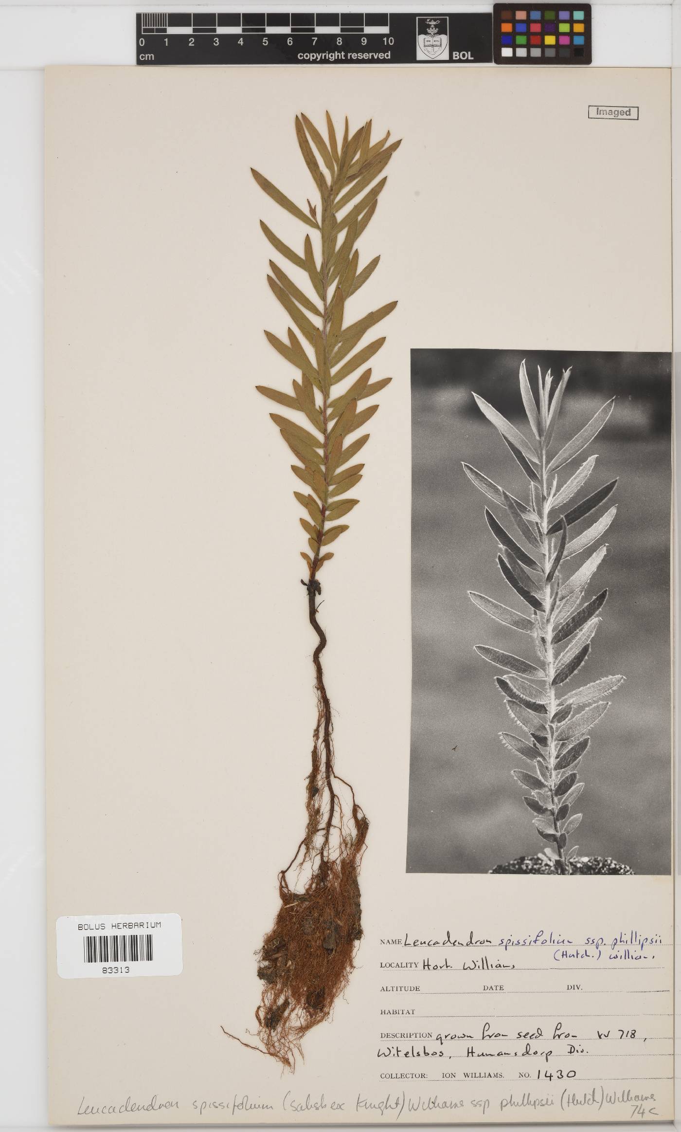 Leucadendron spissifolium subsp. phillipsii image