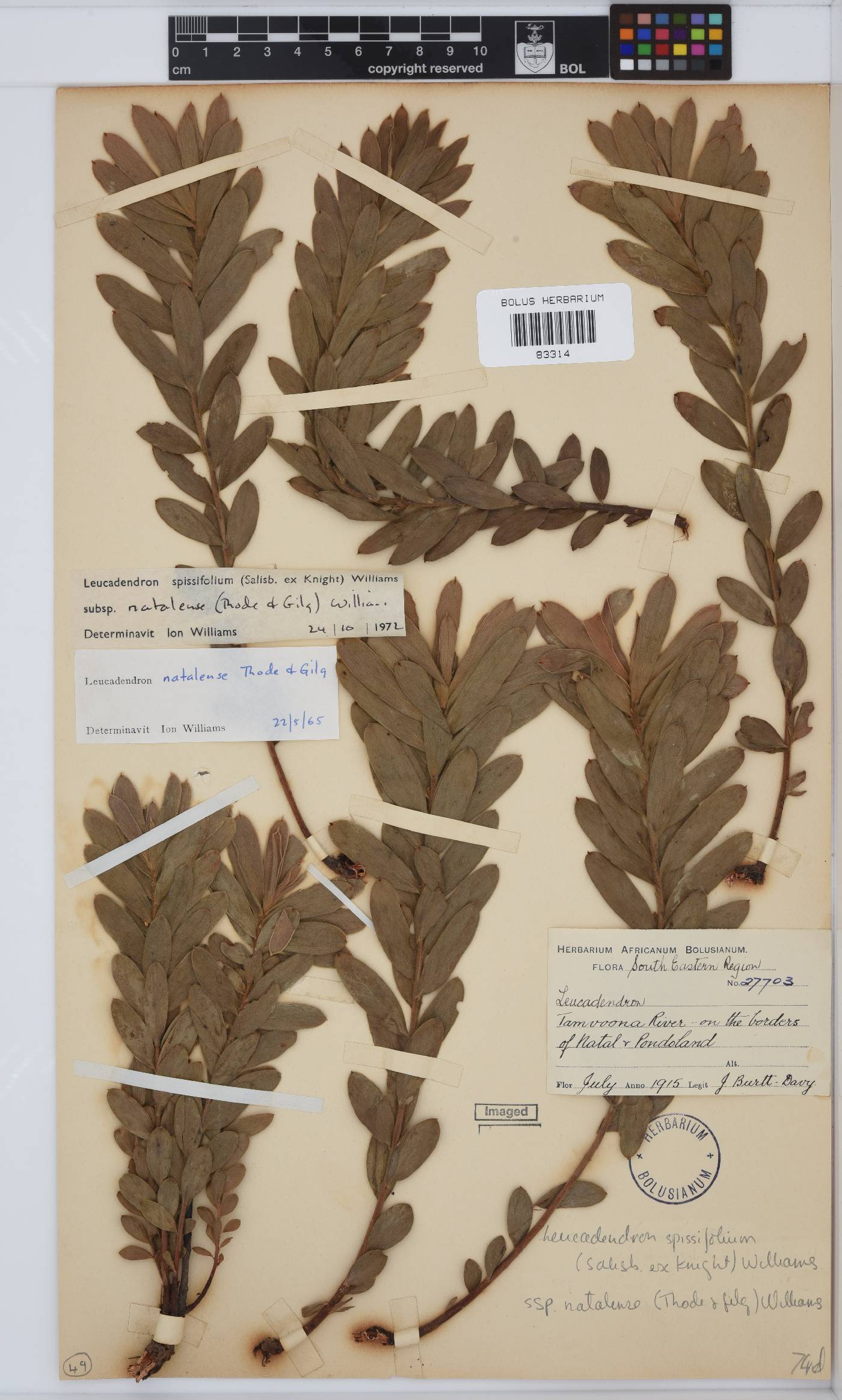 Leucadendron spissifolium image