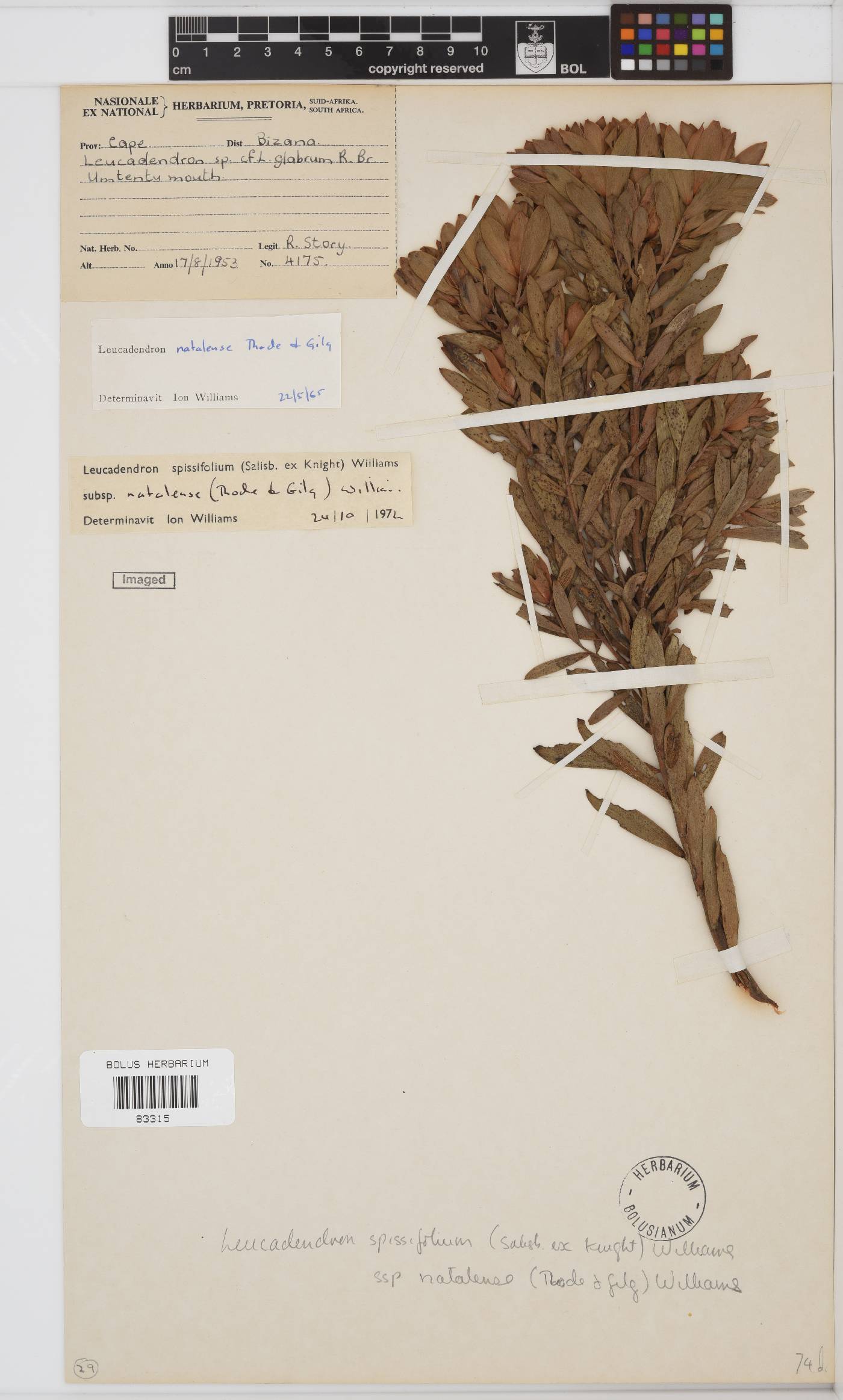 Leucadendron spissifolium image