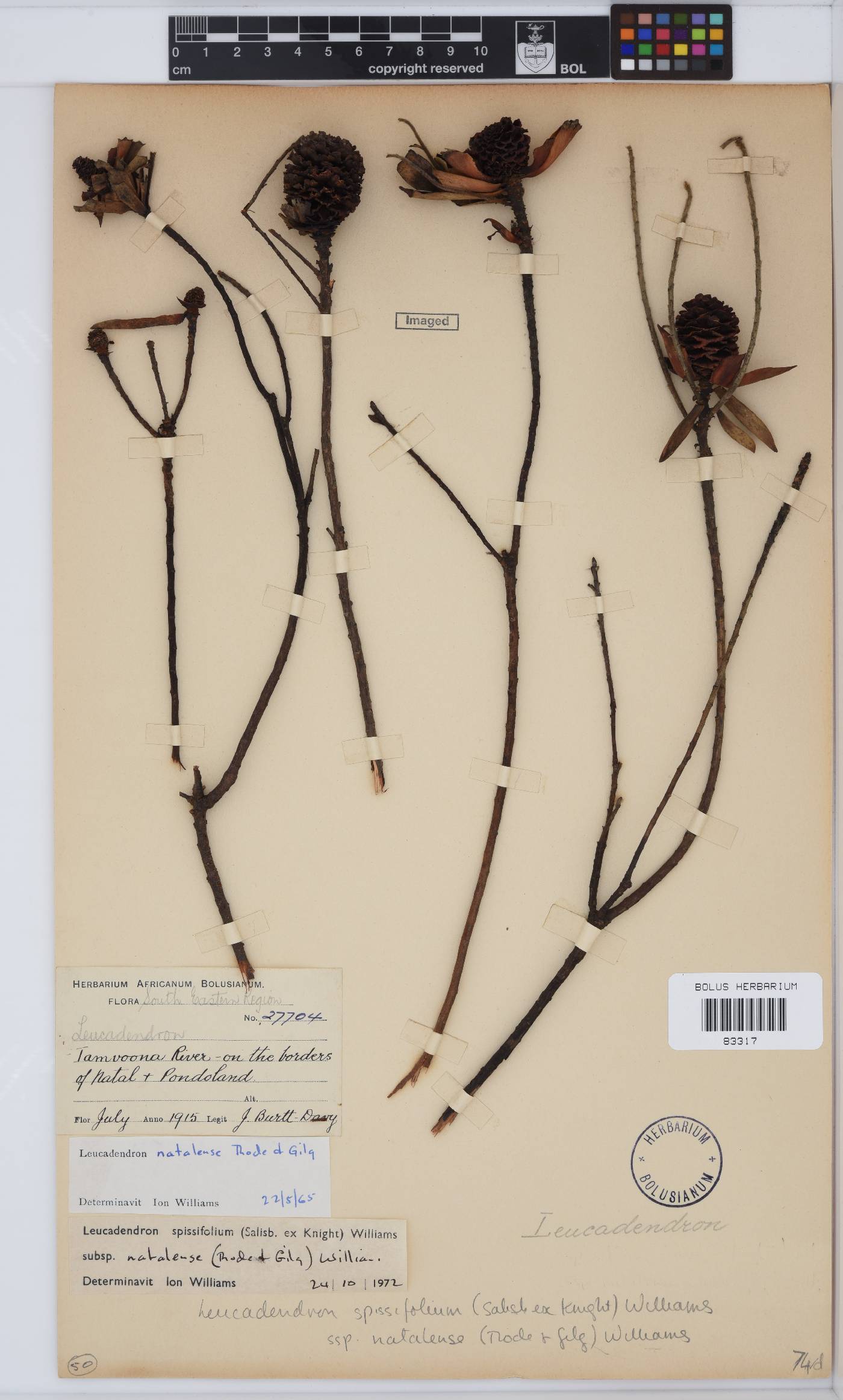 Leucadendron spissifolium subsp. spissifolium image