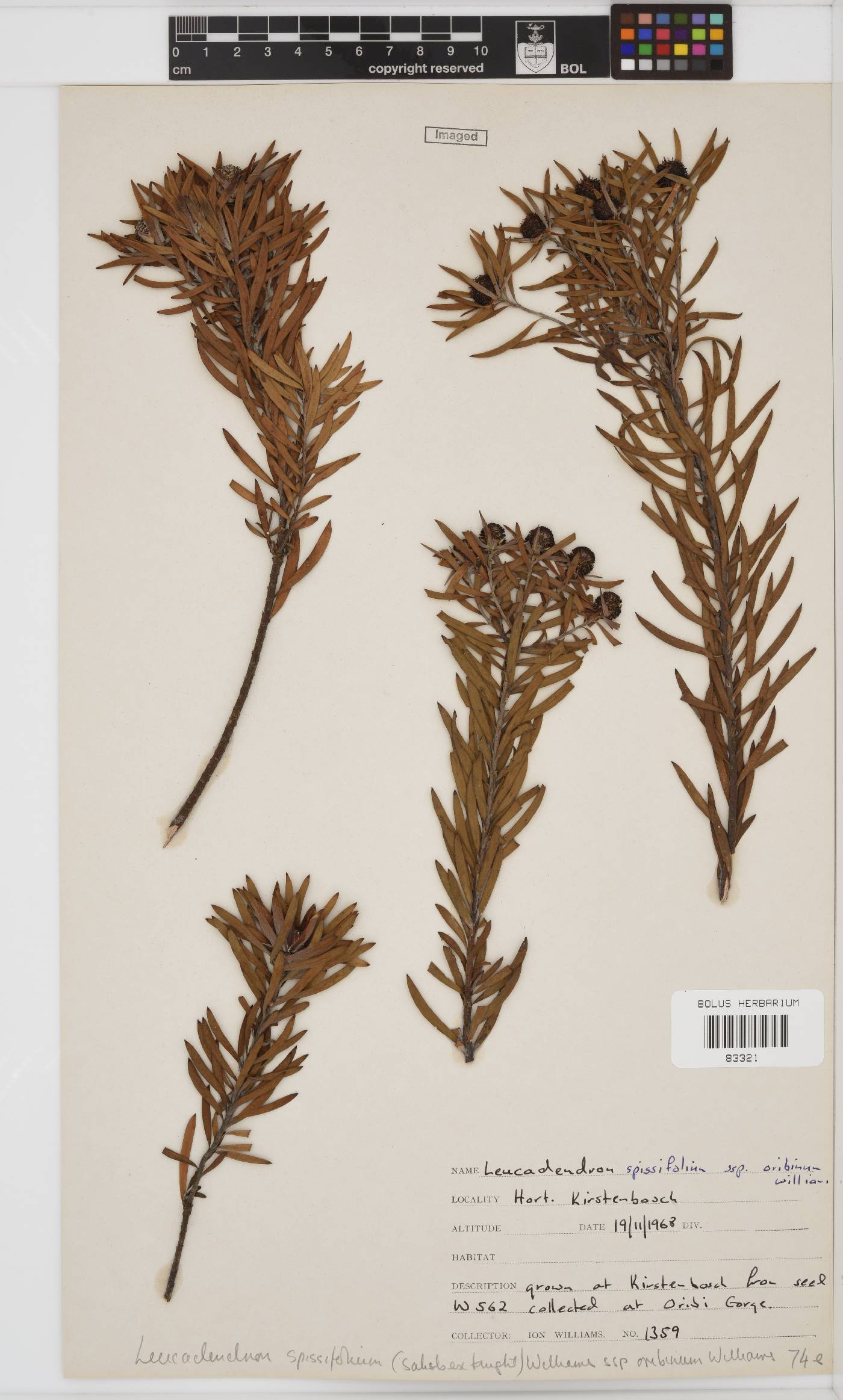 Leucadendron spissifolium subsp. oribinum image