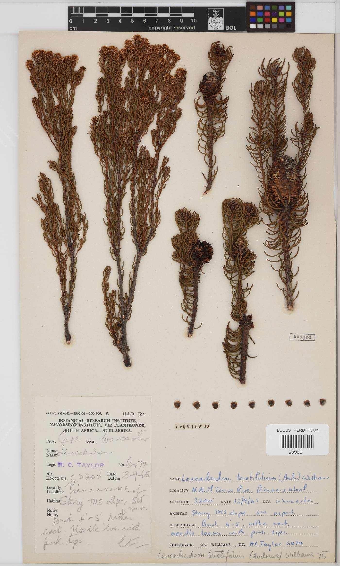 Leucadendron teretifolium image
