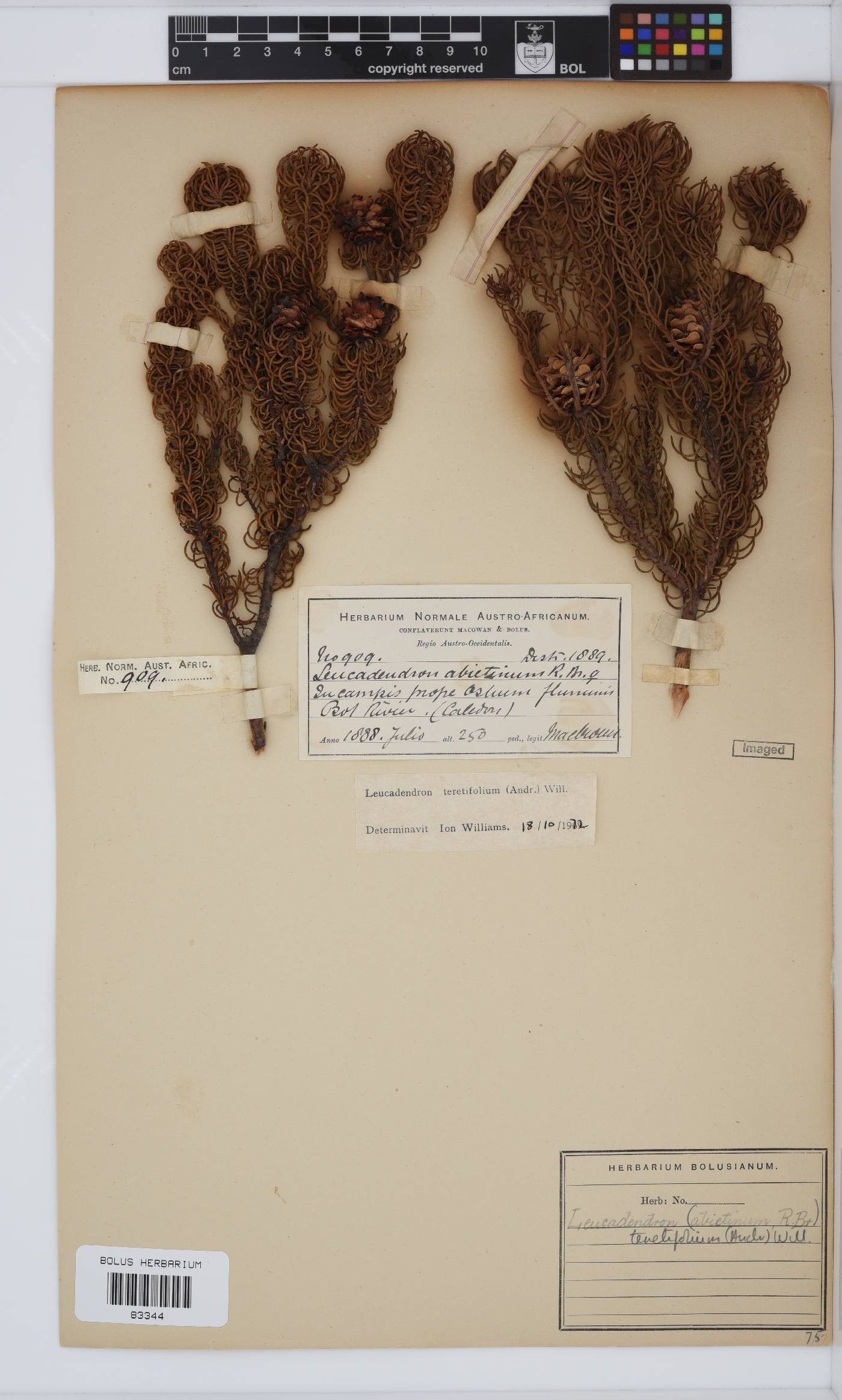 Leucadendron teretifolium image
