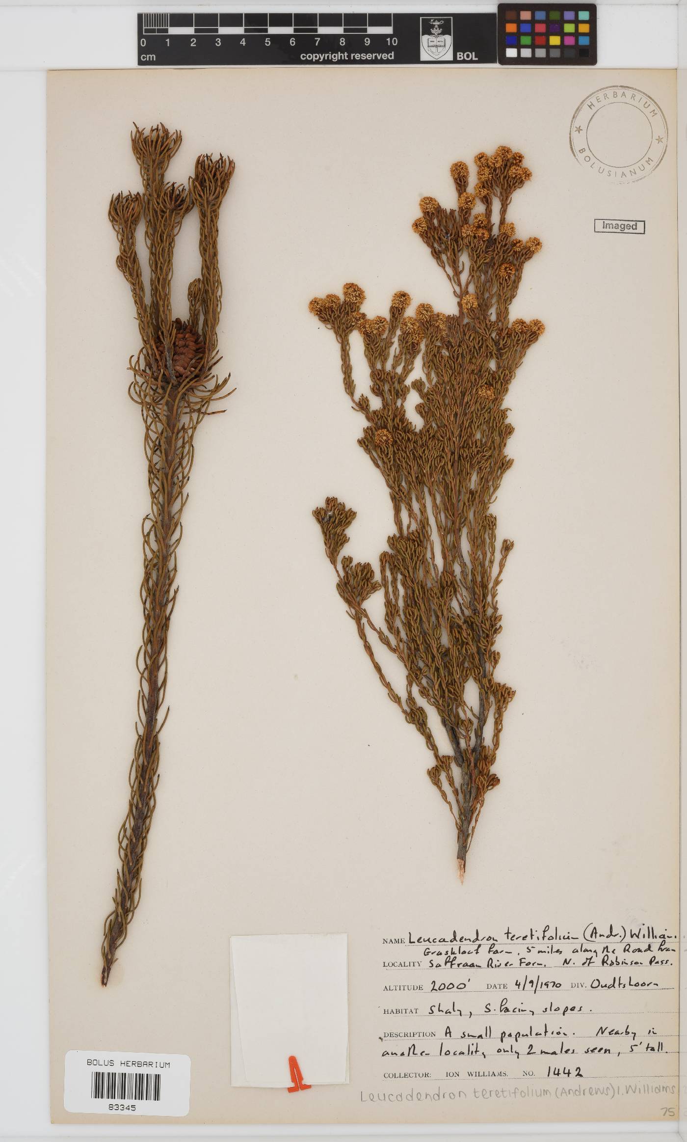 Leucadendron teretifolium image