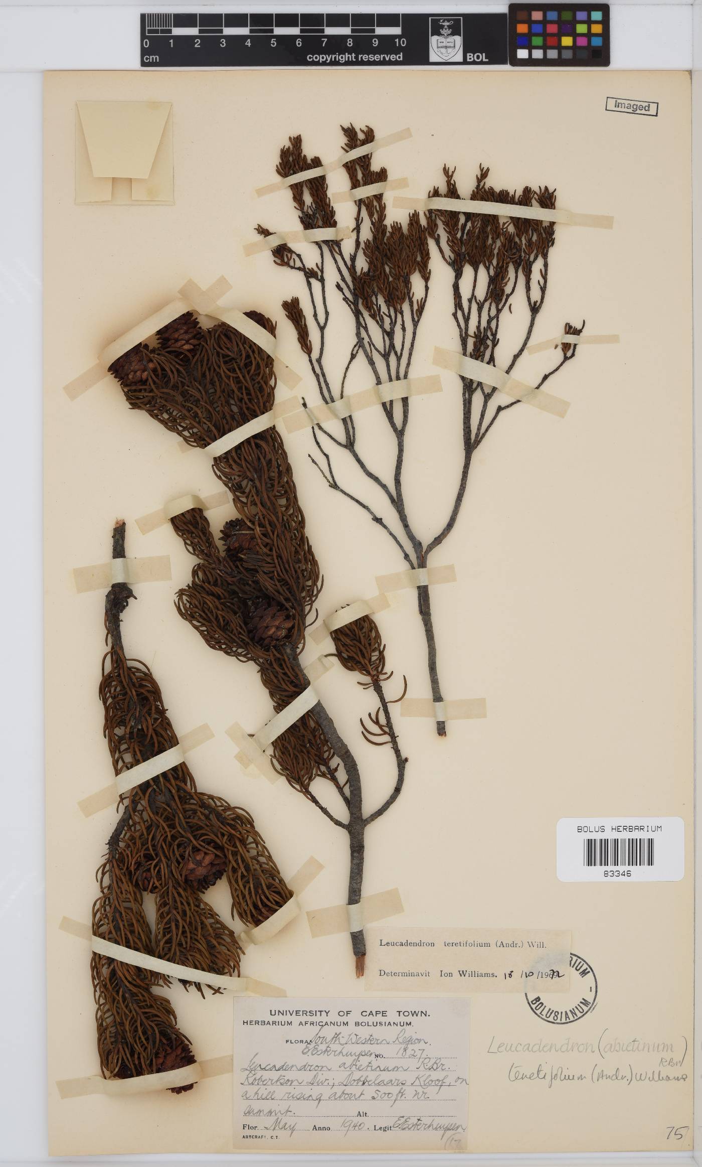 Leucadendron teretifolium image