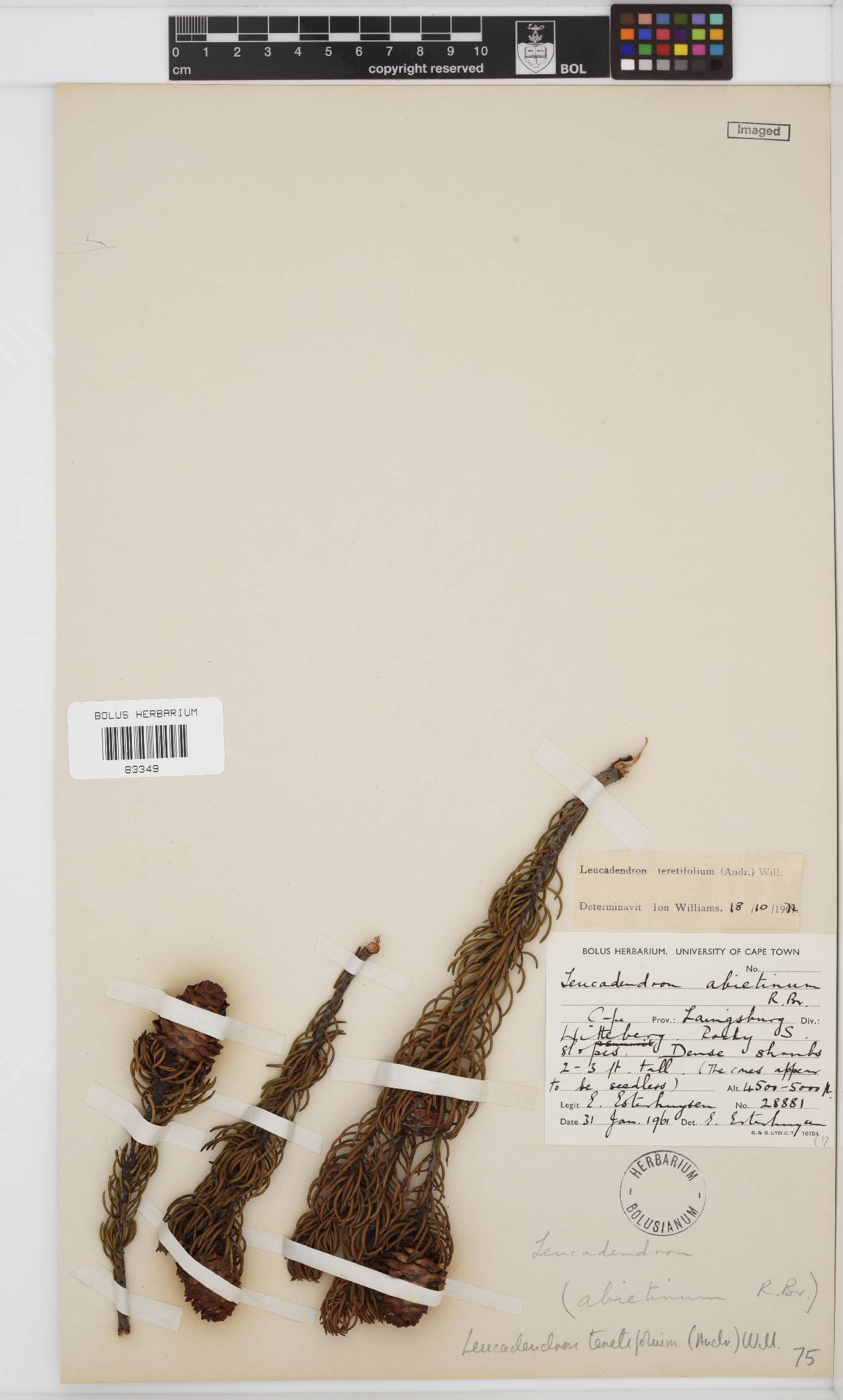 Leucadendron teretifolium image