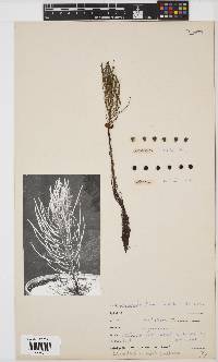 Leucadendron nobile image
