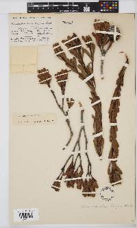 Leucadendron muirii image