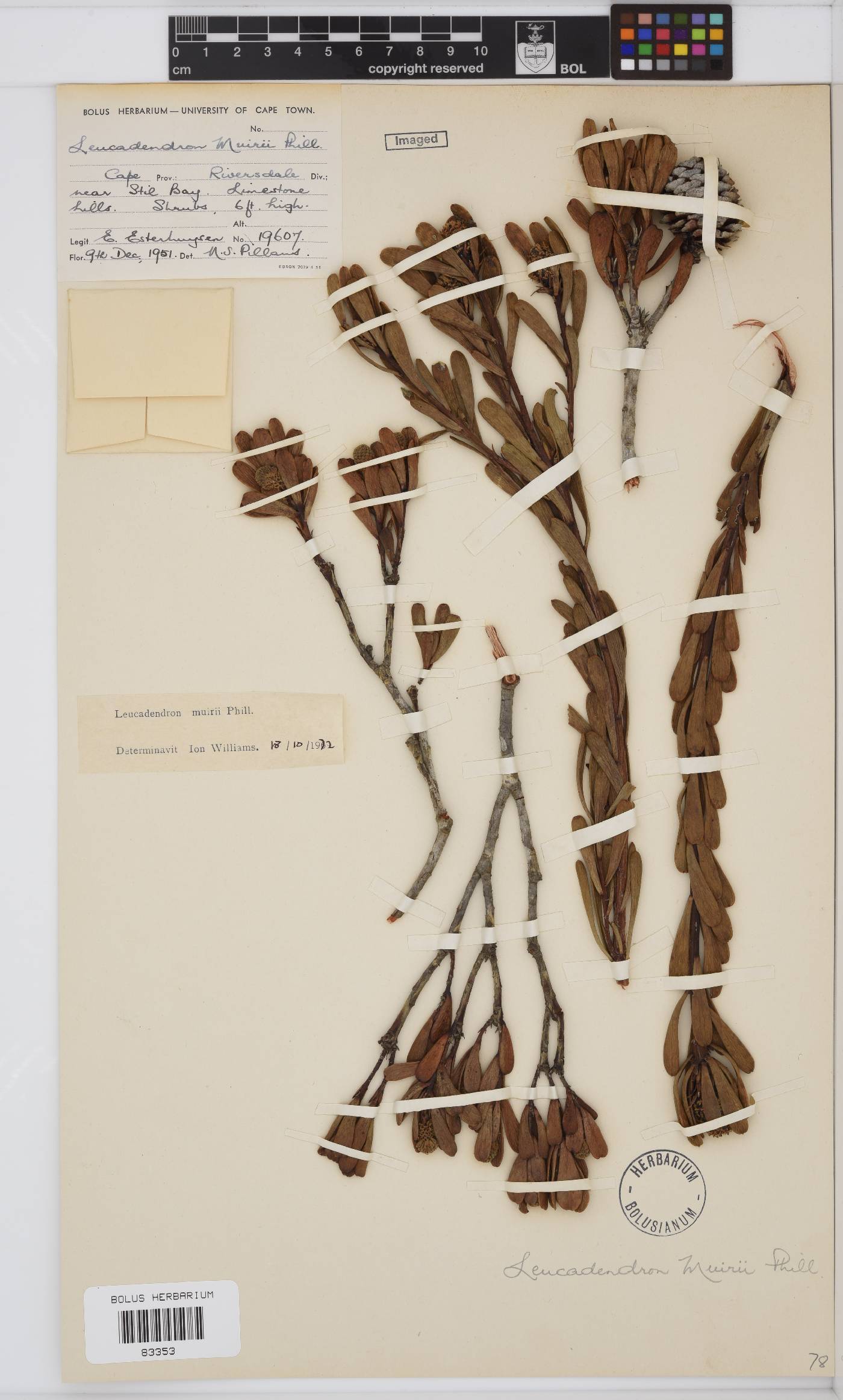 Leucadendron muirii image