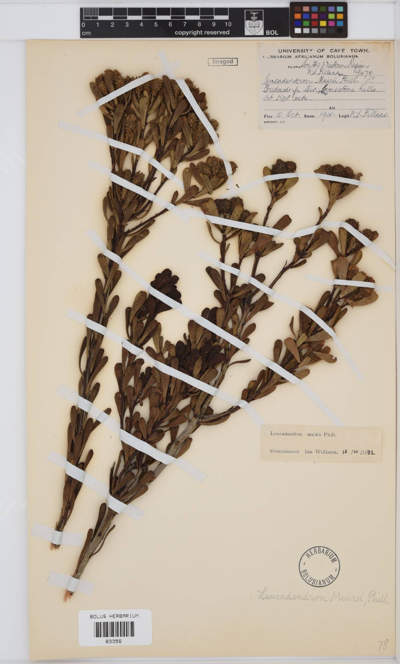 Leucadendron muirii image