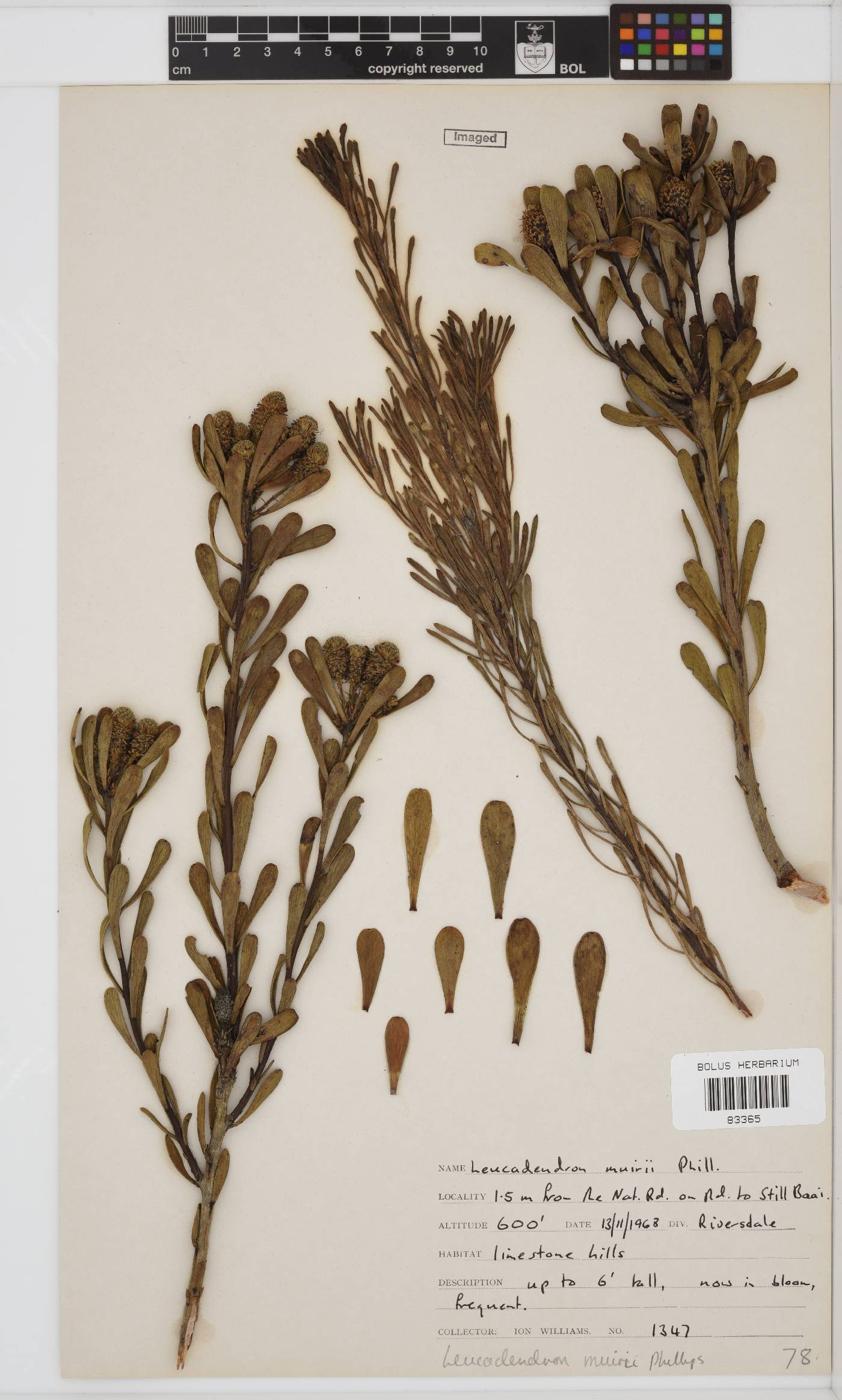Leucadendron muirii image