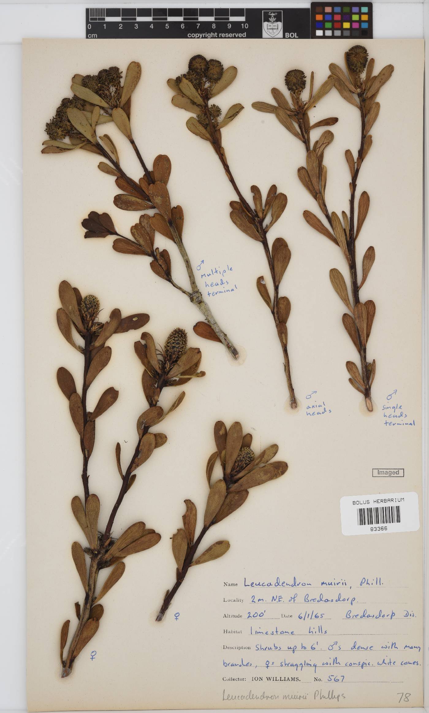 Leucadendron muirii image