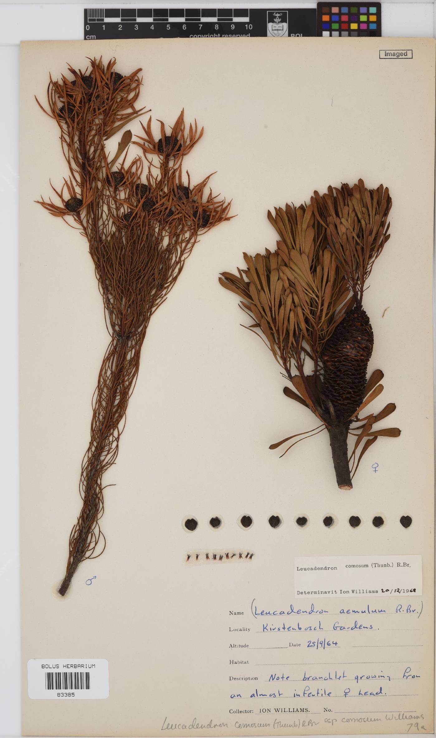 Leucadendron comosum image