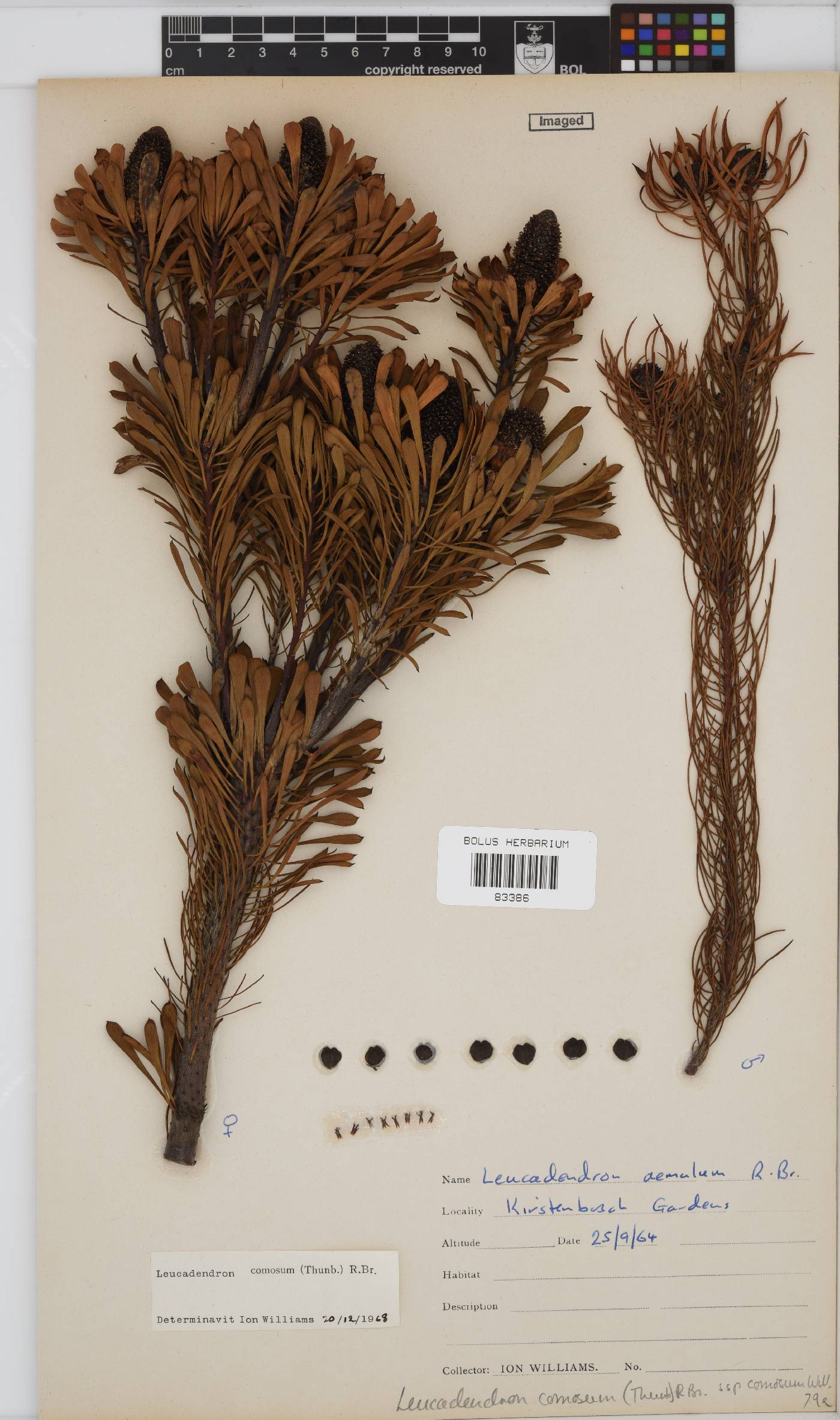 Leucadendron comosum image