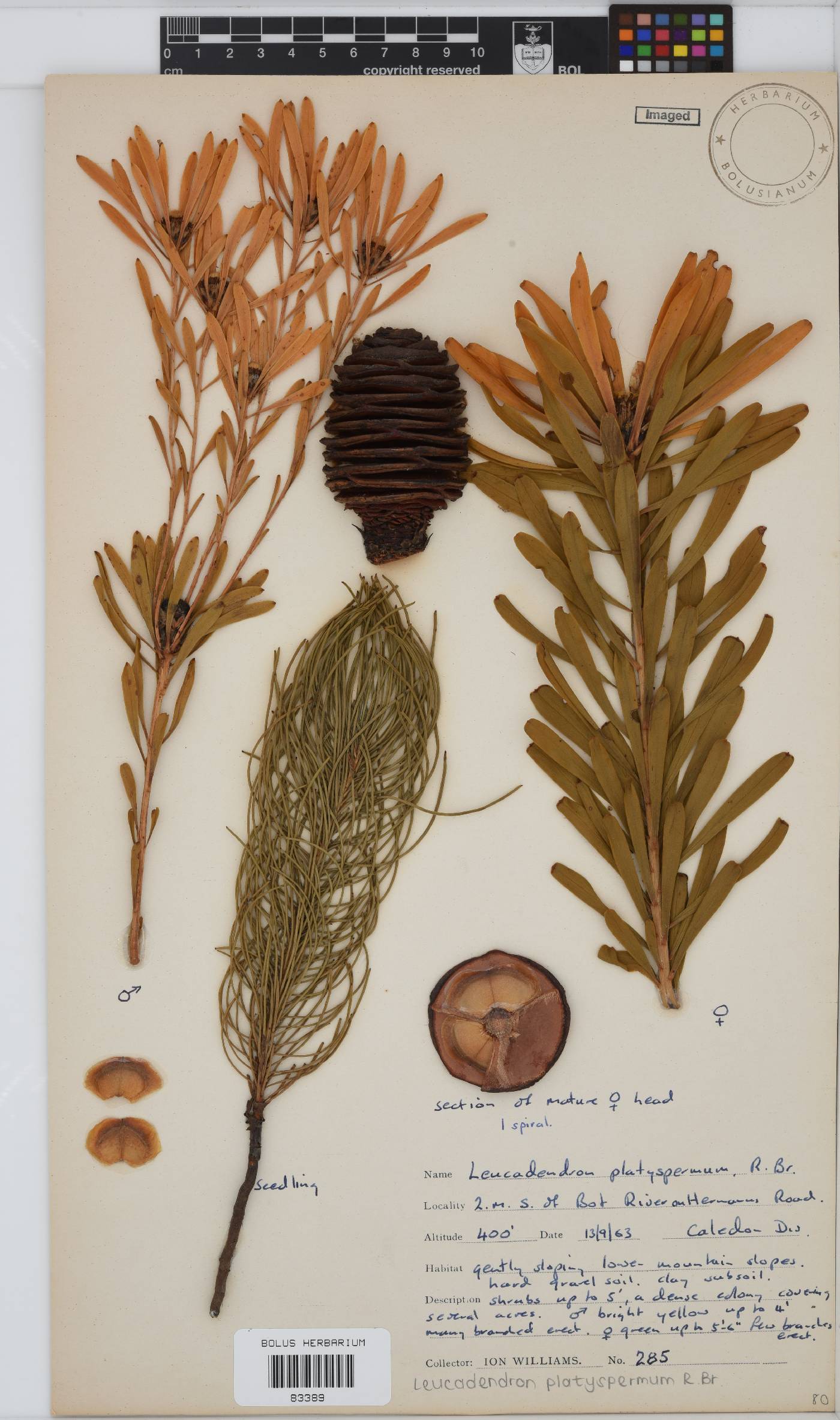 Leucadendron platyspermum image