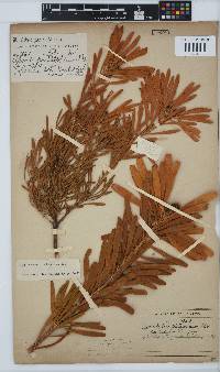 Leucadendron platyspermum image