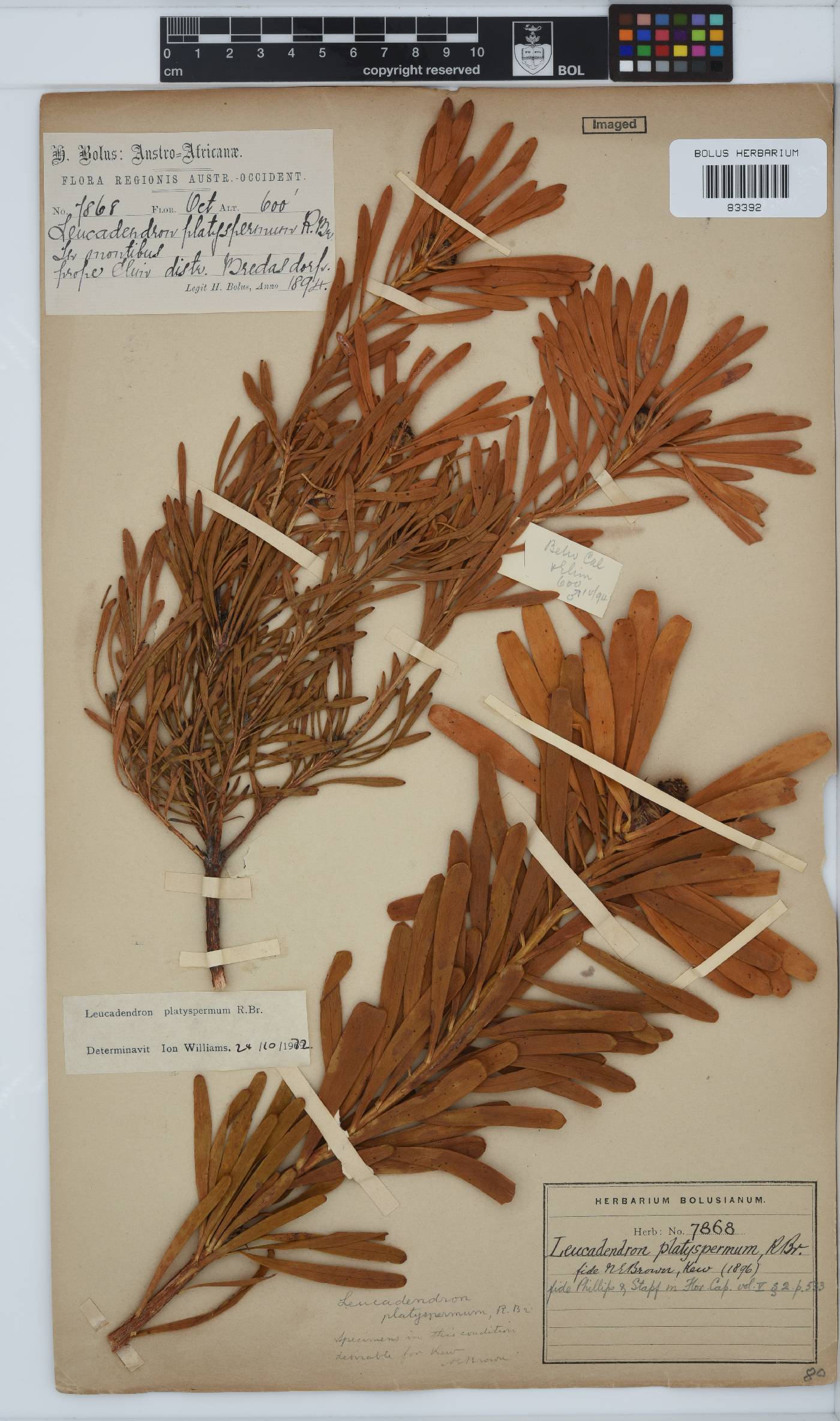 Leucadendron platyspermum image