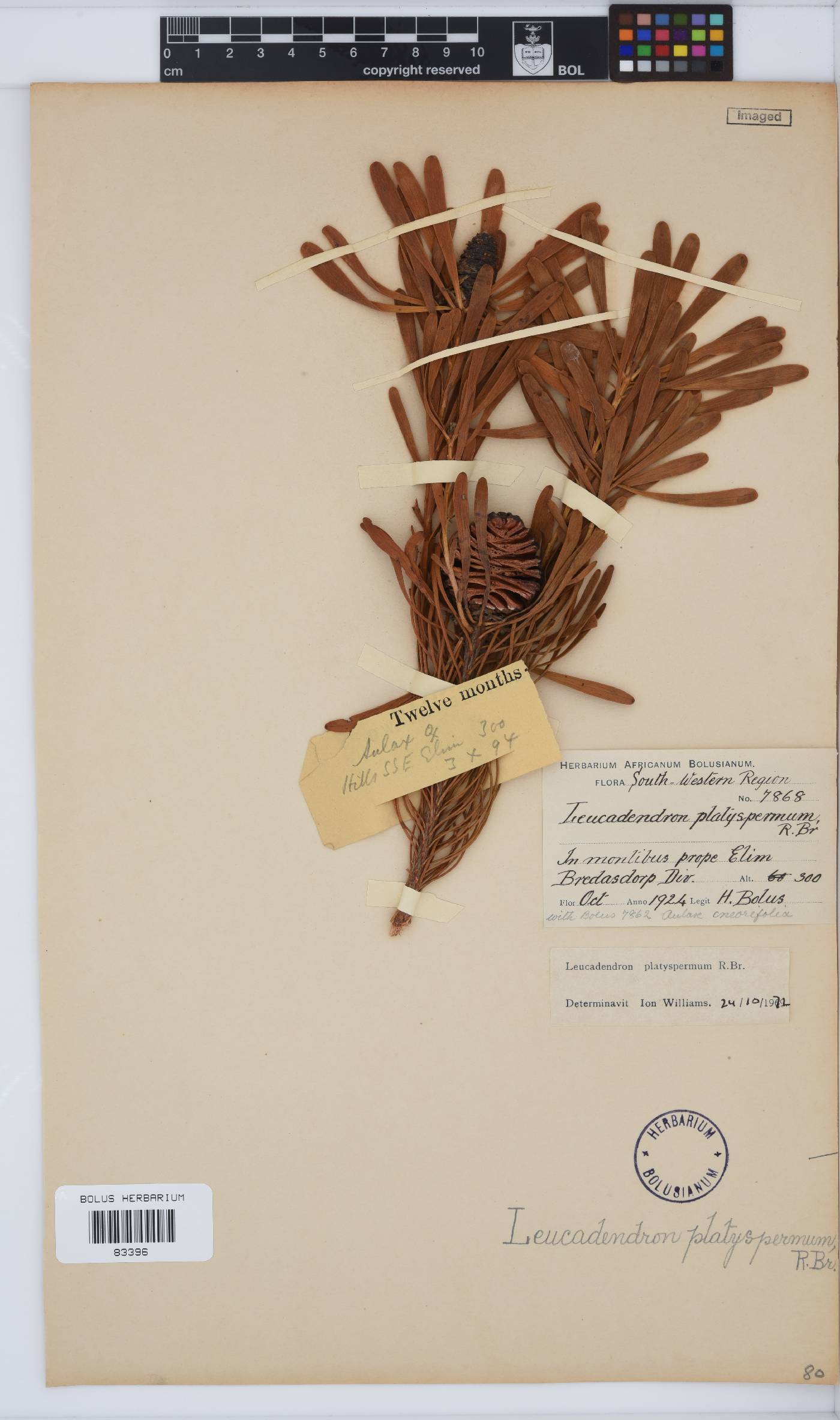 Leucadendron platyspermum image