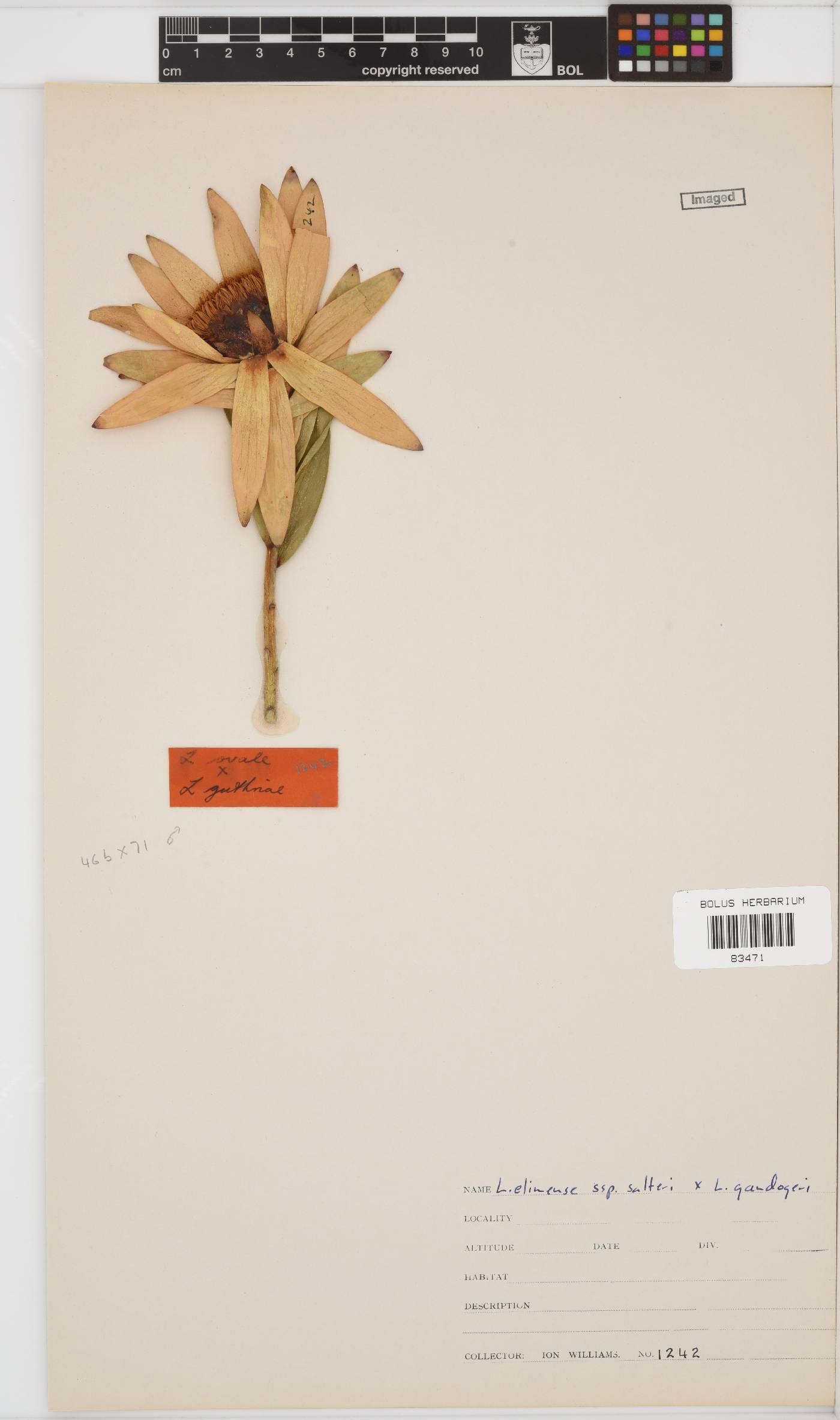Leucadendron elimense image
