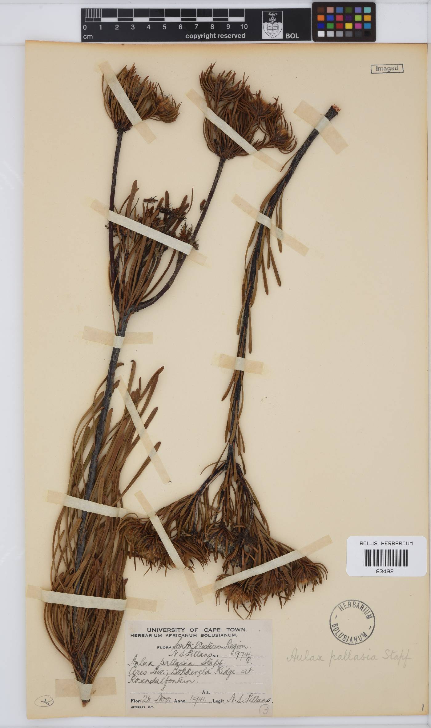 Aulax pallasia image